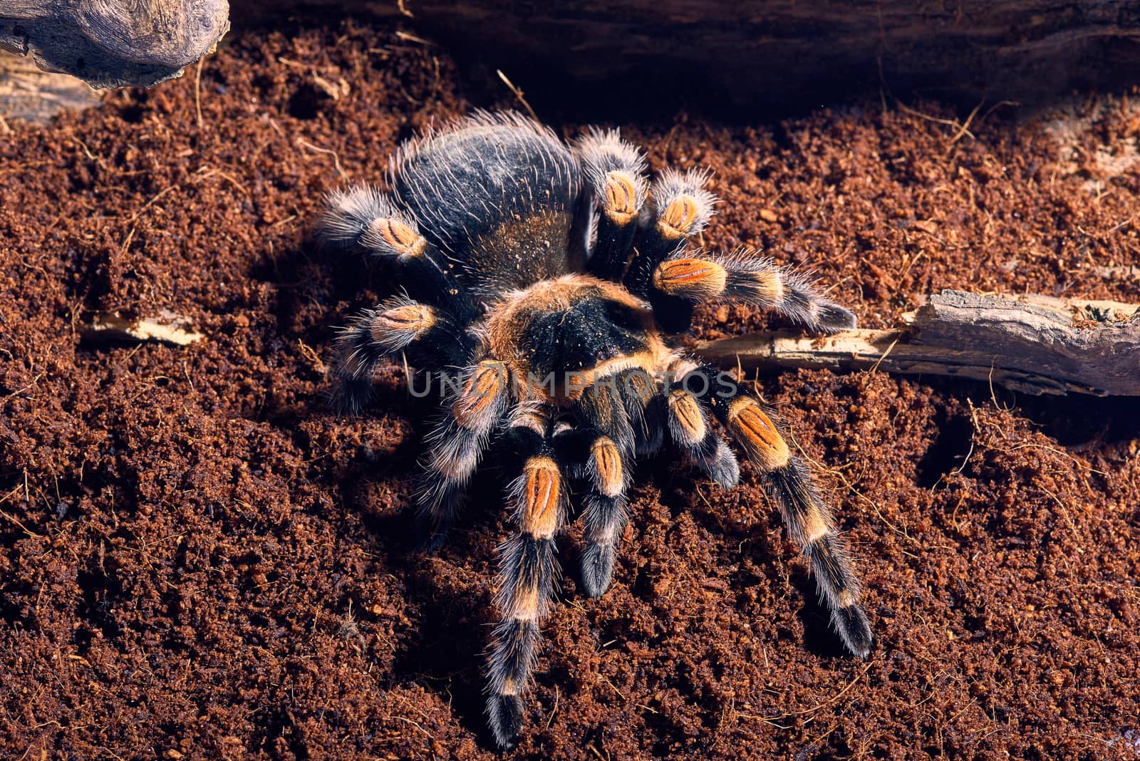 Mexican red knee tarantula  by master1305