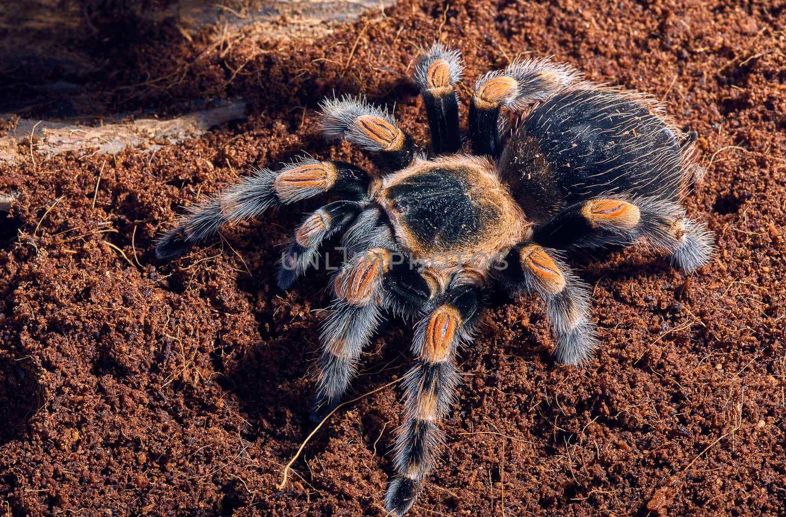 Mexican red knee tarantula  by master1305