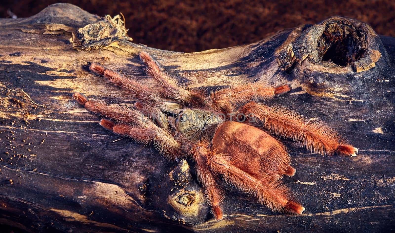 Tarantula Tapinauchenius gigas close-up on a background of brown soil 