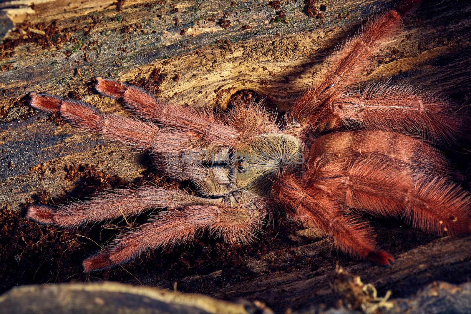 Tarantula Tapinauchenius gigas close-up on a background of brown soil 