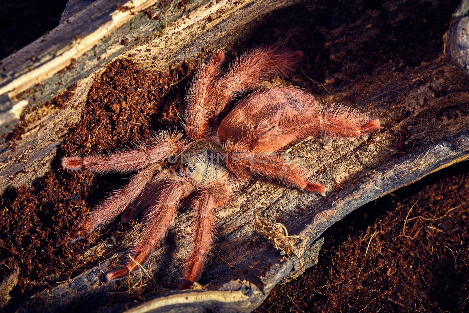 Tarantula Tapinauchenius gigas close-up on a background of brown soil 