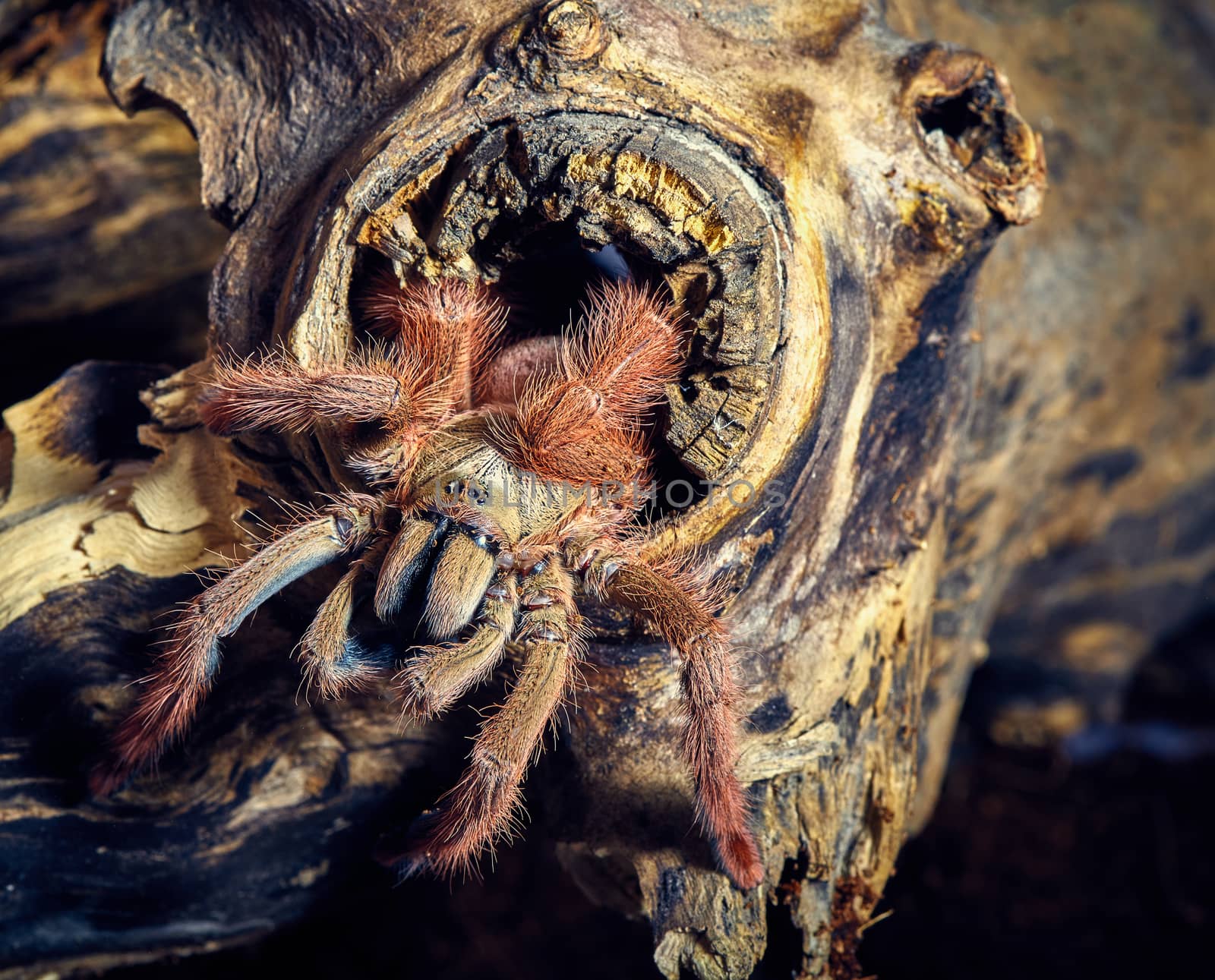 tarantula Tapinauchenius gigas by master1305