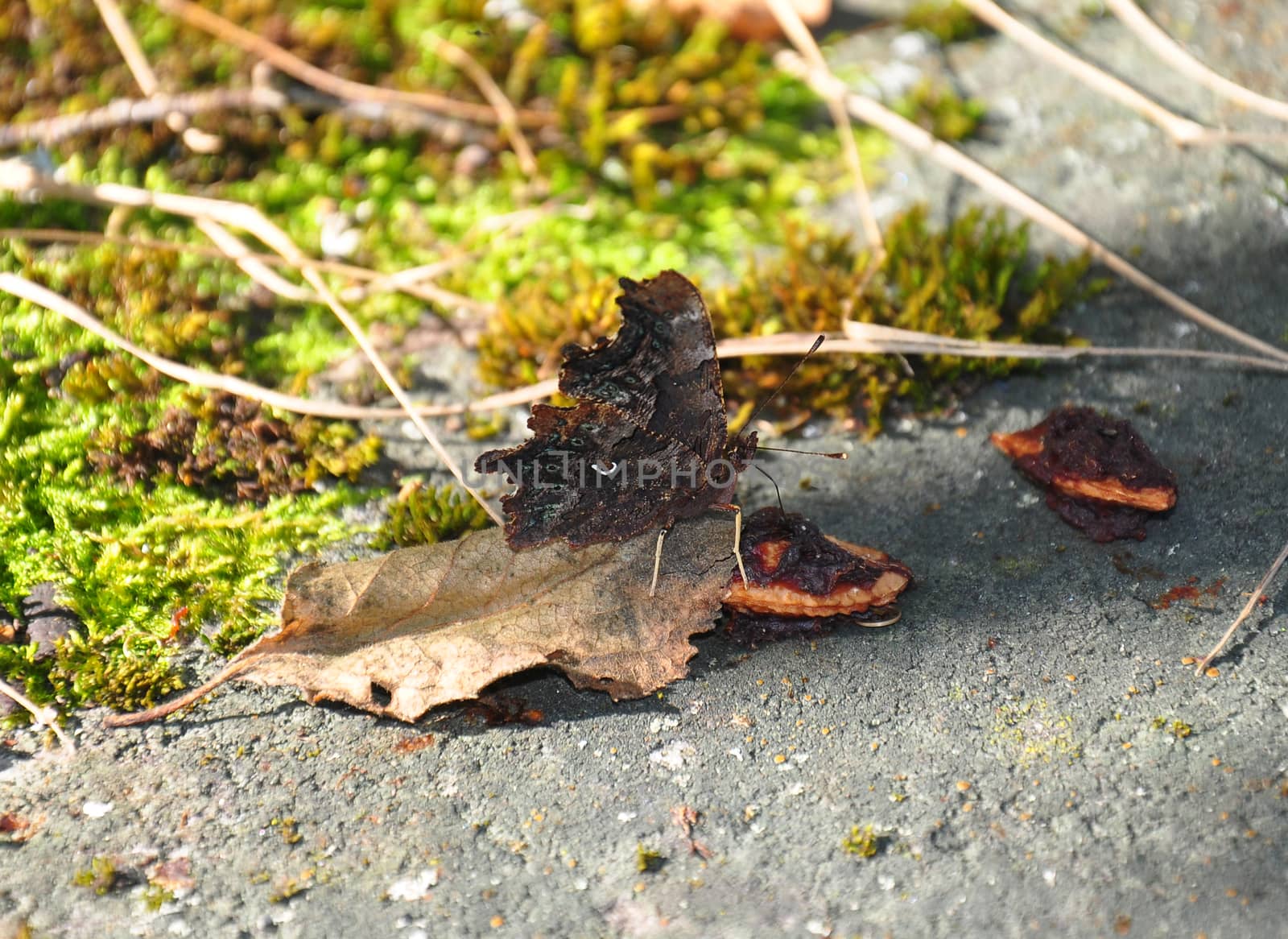 Comma (Polygonia c-album) by rbiedermann