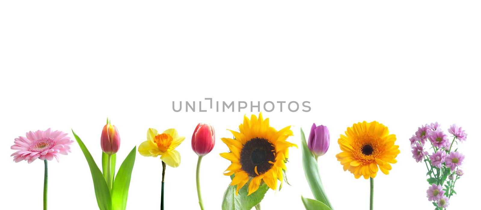 Spring flowers border over a white background