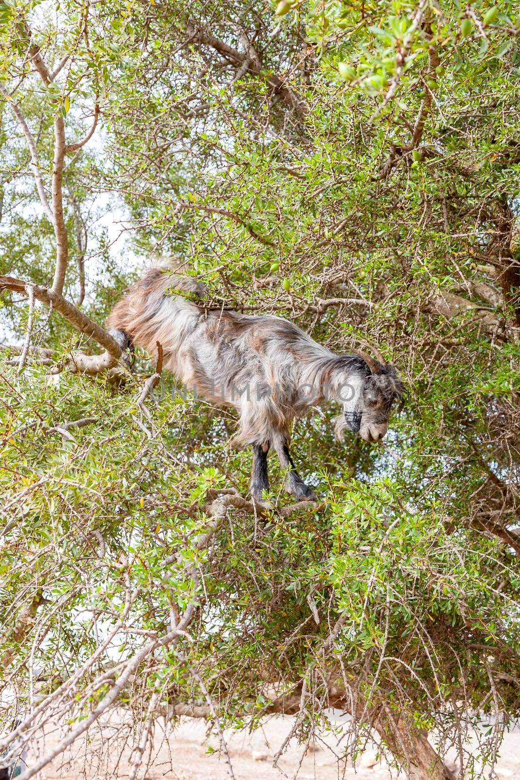 The Morocco Goat feeding in argan tree