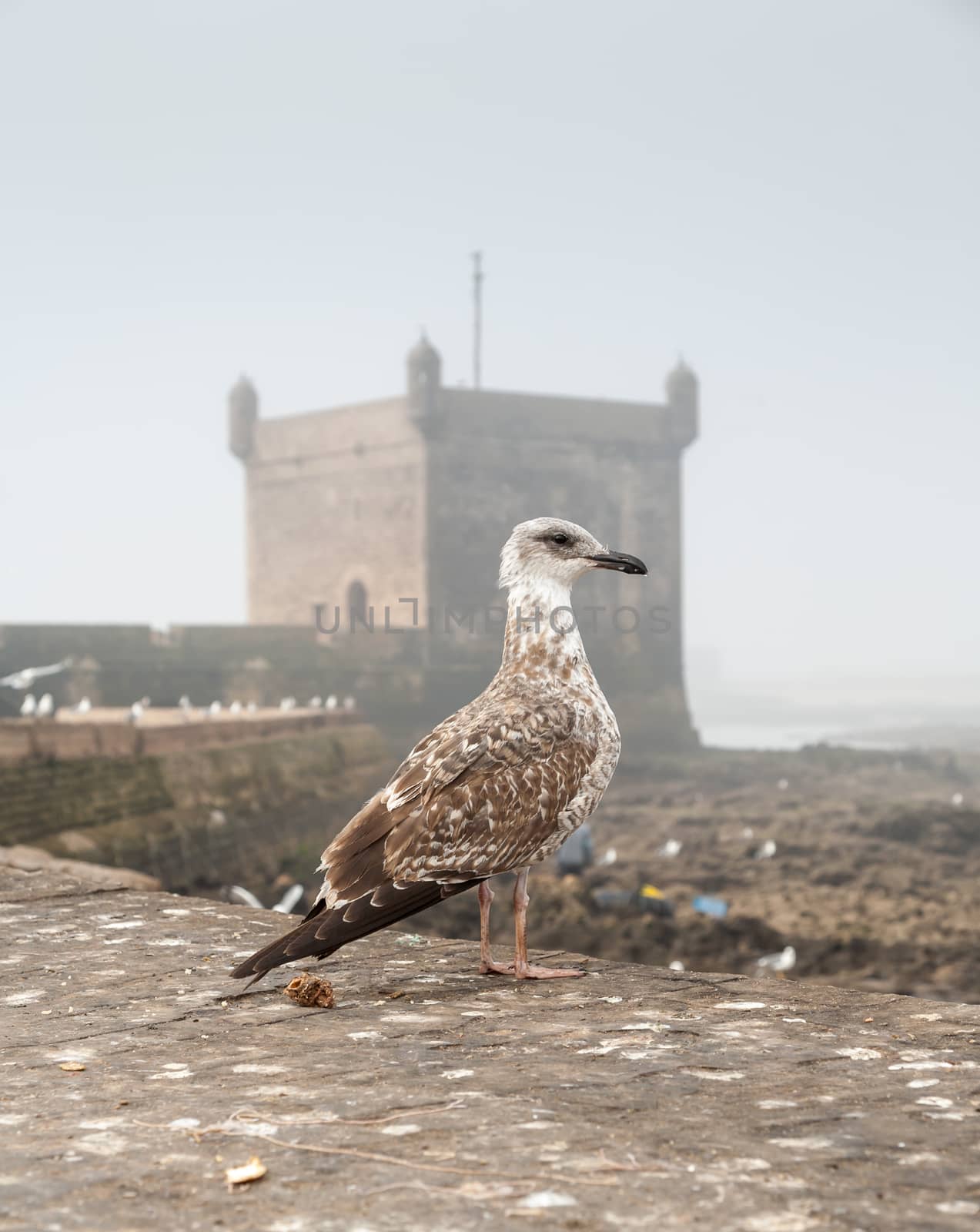 sea gull on background of the old fortress. Selective focus on the gull. 