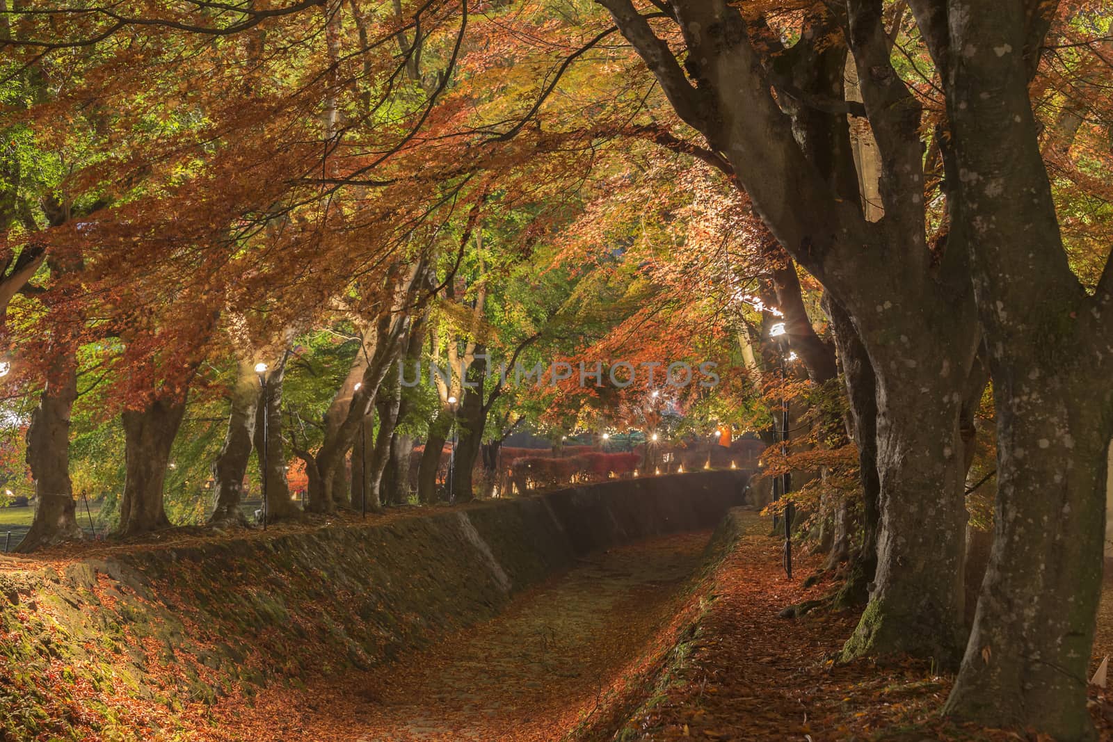 This photo was shot from the area around Mt.Fuji. The Momiji or Maple will light up at night. This is called maple corridor or maple tennel at Nashigawa river, Japan.