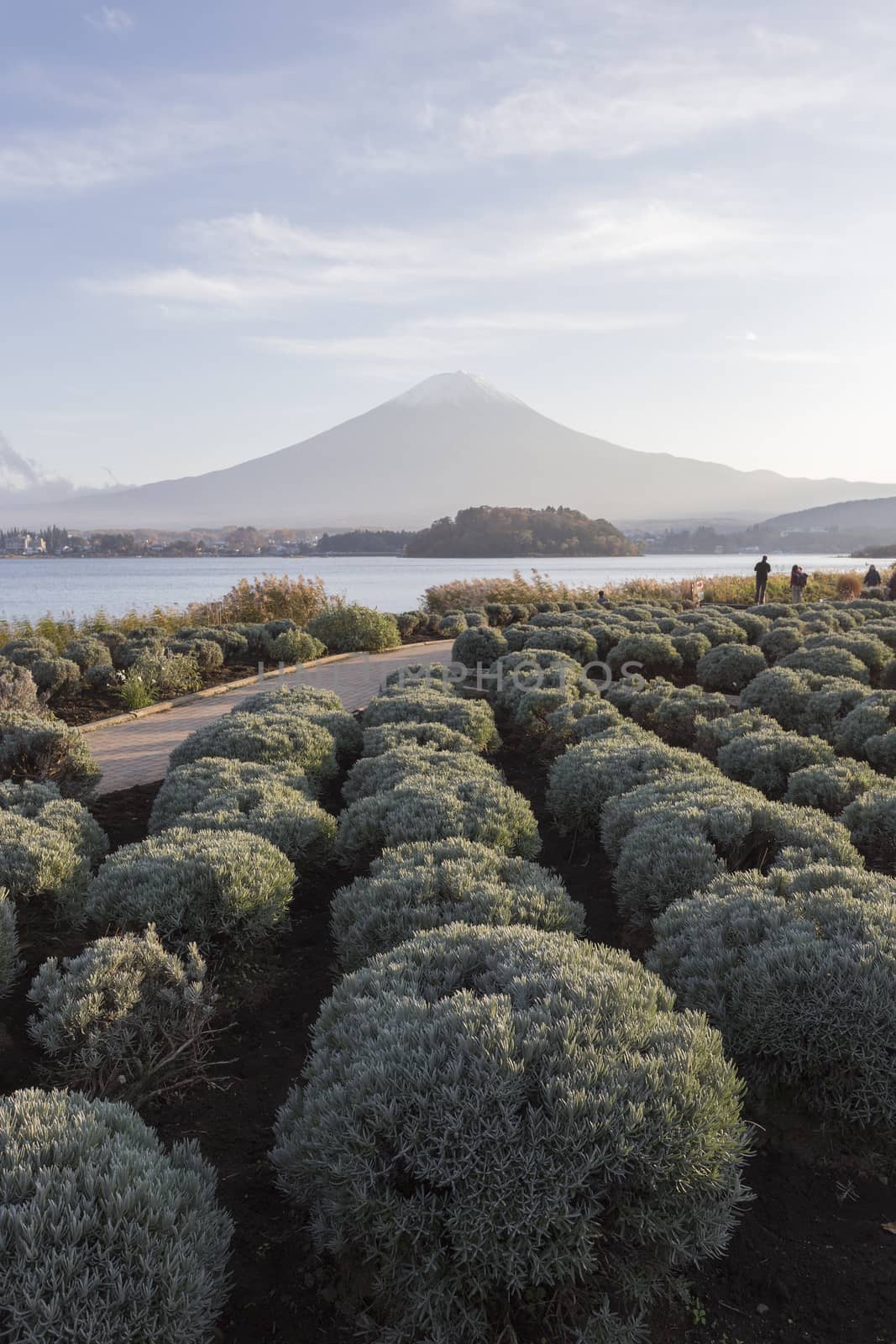This photo was shot from the area around Mt.Fuji in Autumn. It is time to start snow cap on the top of Mt.Fuji. There are 5 lake around Mt.Fuji.