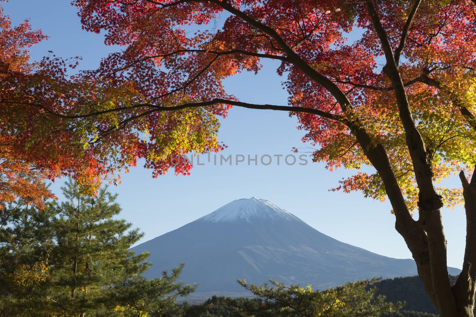 This photo was shot from the area around Mt.Fuji in Autumn. It is time to start snow cap on the top of Mt.Fuji and maple leaves change to autumn color. There are 5 lakes around Mt.Fuji.