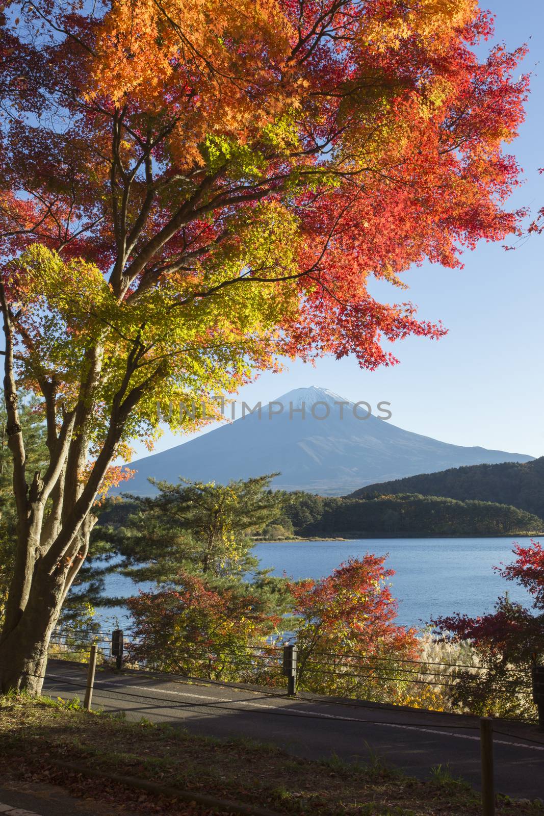 This photo was shot from the area around Mt.Fuji in Autumn. It is time to start snow cap on the top of Mt.Fuji and maple leaves change to autumn color. There are 5 lakes around Mt.Fuji.