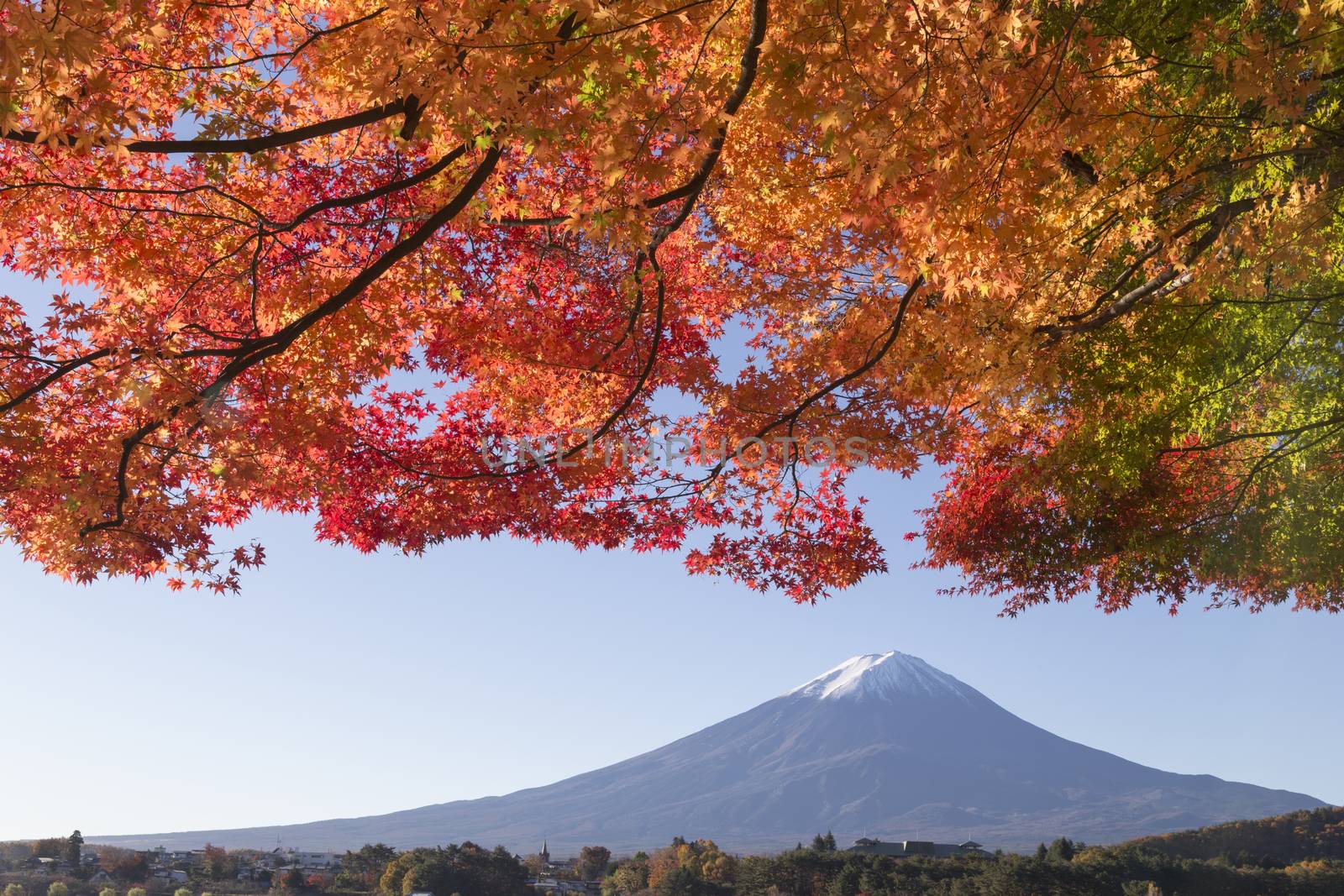 This photo was shot from the area around Mt.Fuji in Autumn. It is time to start snow cap on the top of Mt.Fuji and maple leaves change to autumn color. There are 5 lakes around Mt.Fuji.
