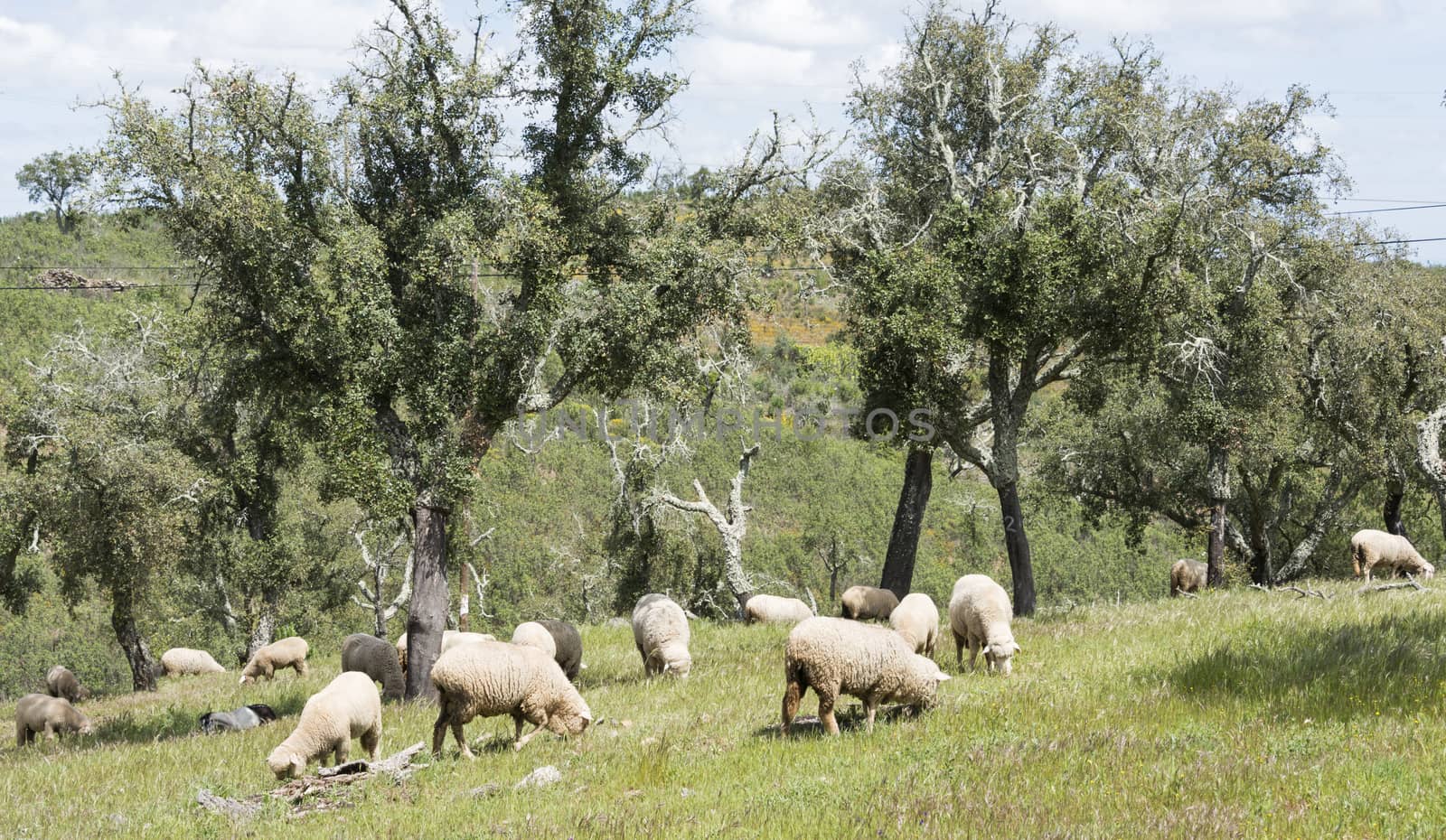 sheep stack with olive trees by compuinfoto