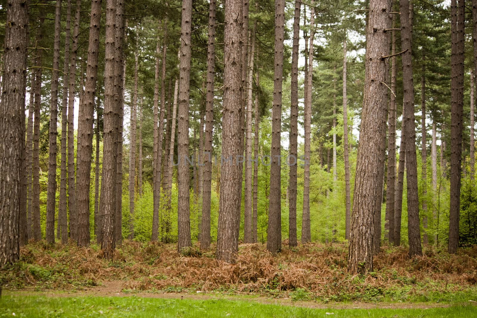 Beautiful English woodland scene with light coming though the trees.