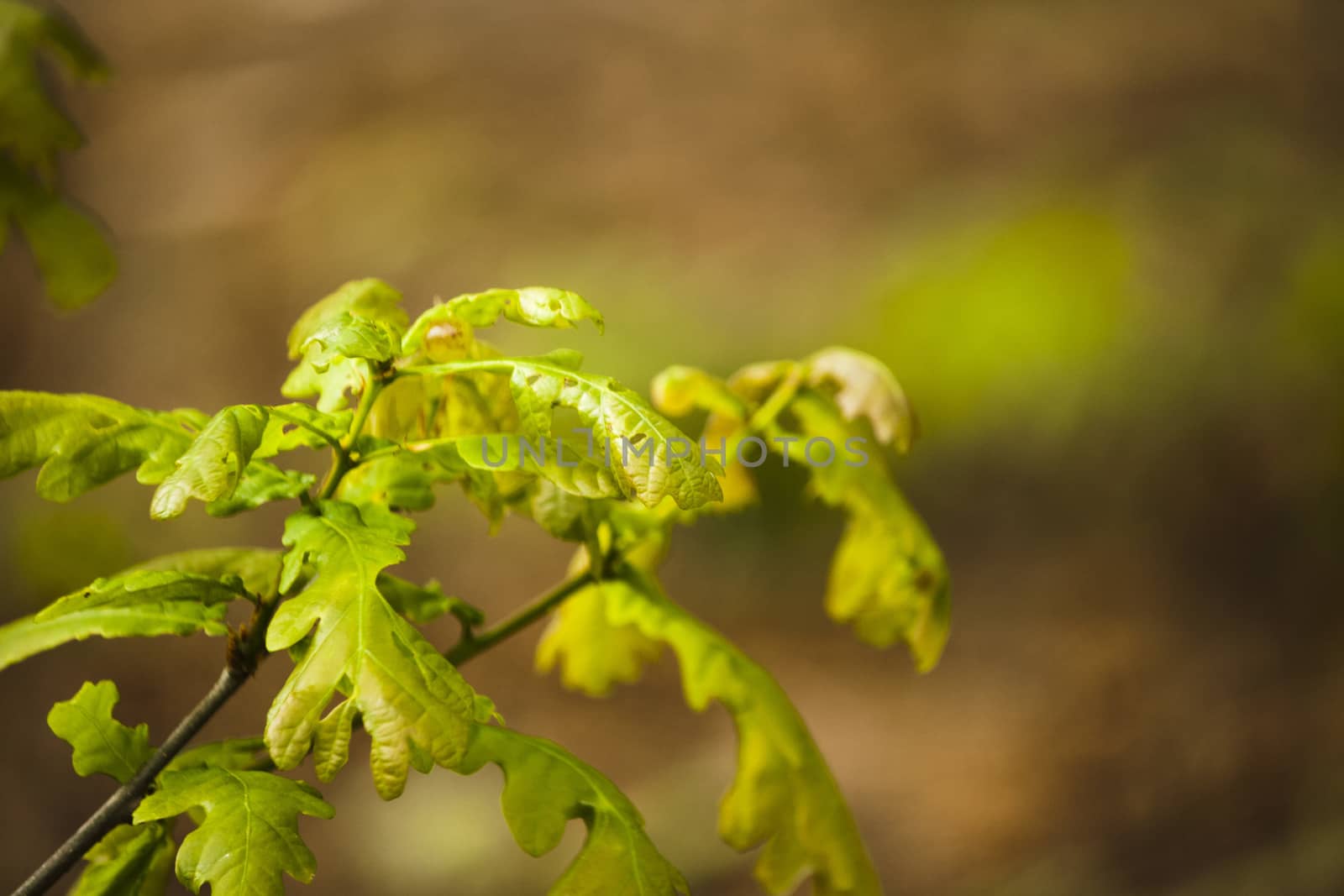 New Oak leaves appearing during a walk in Buckinghamshire woods