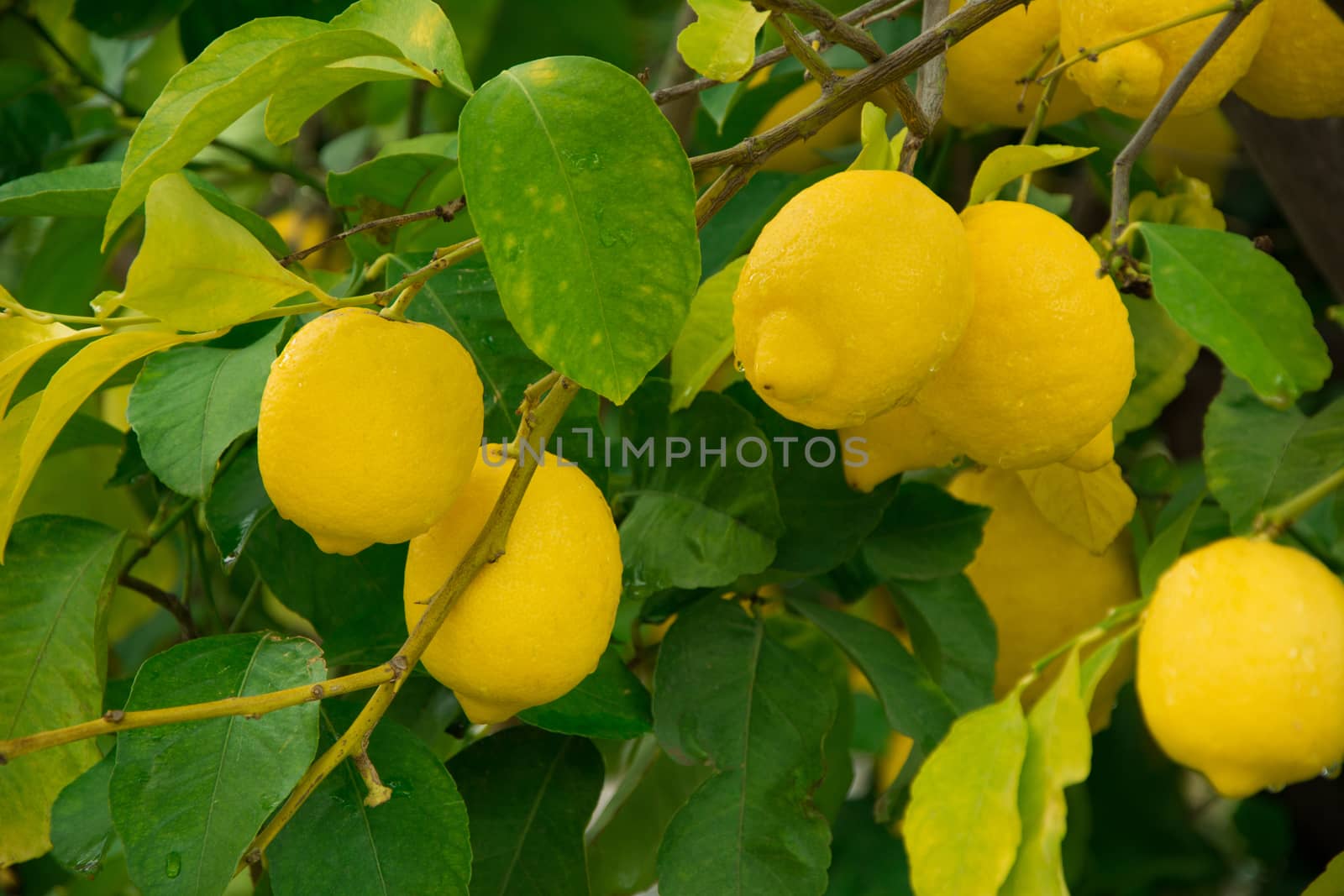 View of lemons on the tree with shallow depth of field.