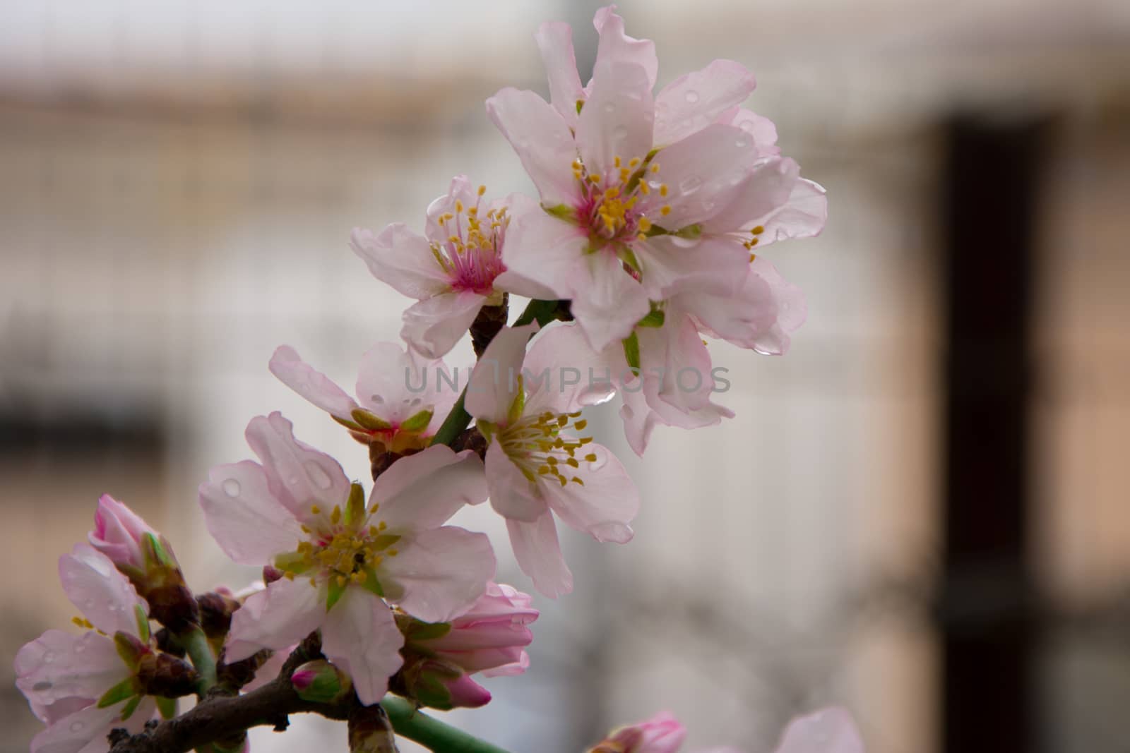 Close up of almond tree flowers in shallow depth of field.