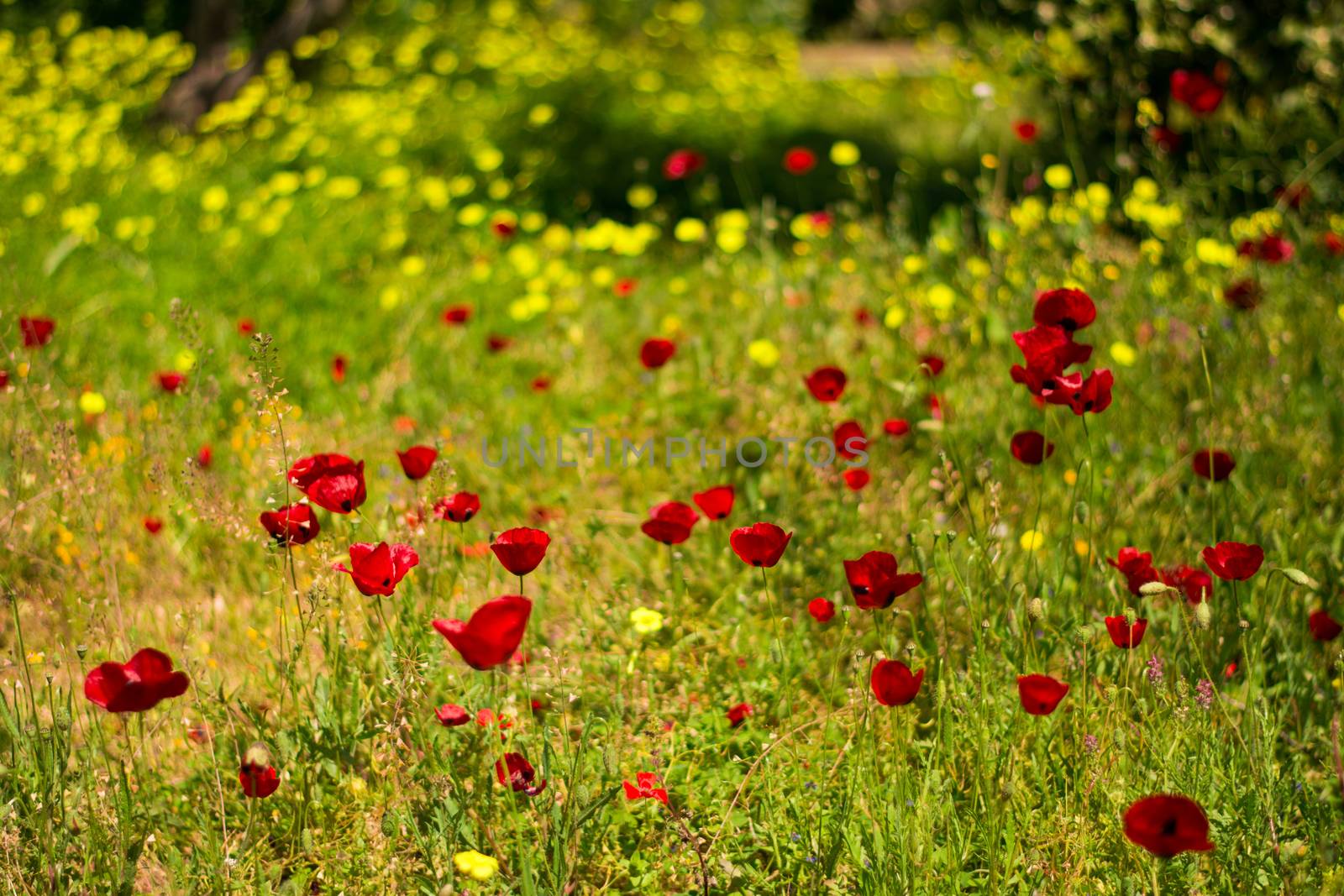 Poppy flowers in a green meadow, in shallow depth of field.