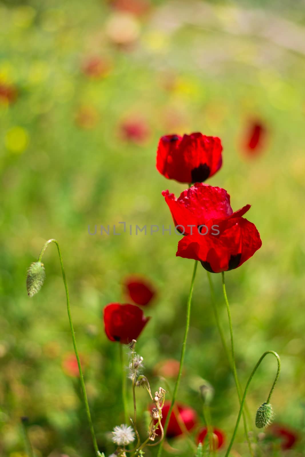 Poppy flowers in a green meadow, in shallow depth of field.