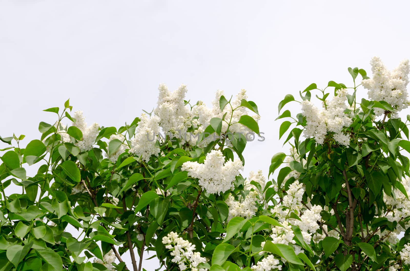 White blooming lilac in springtime