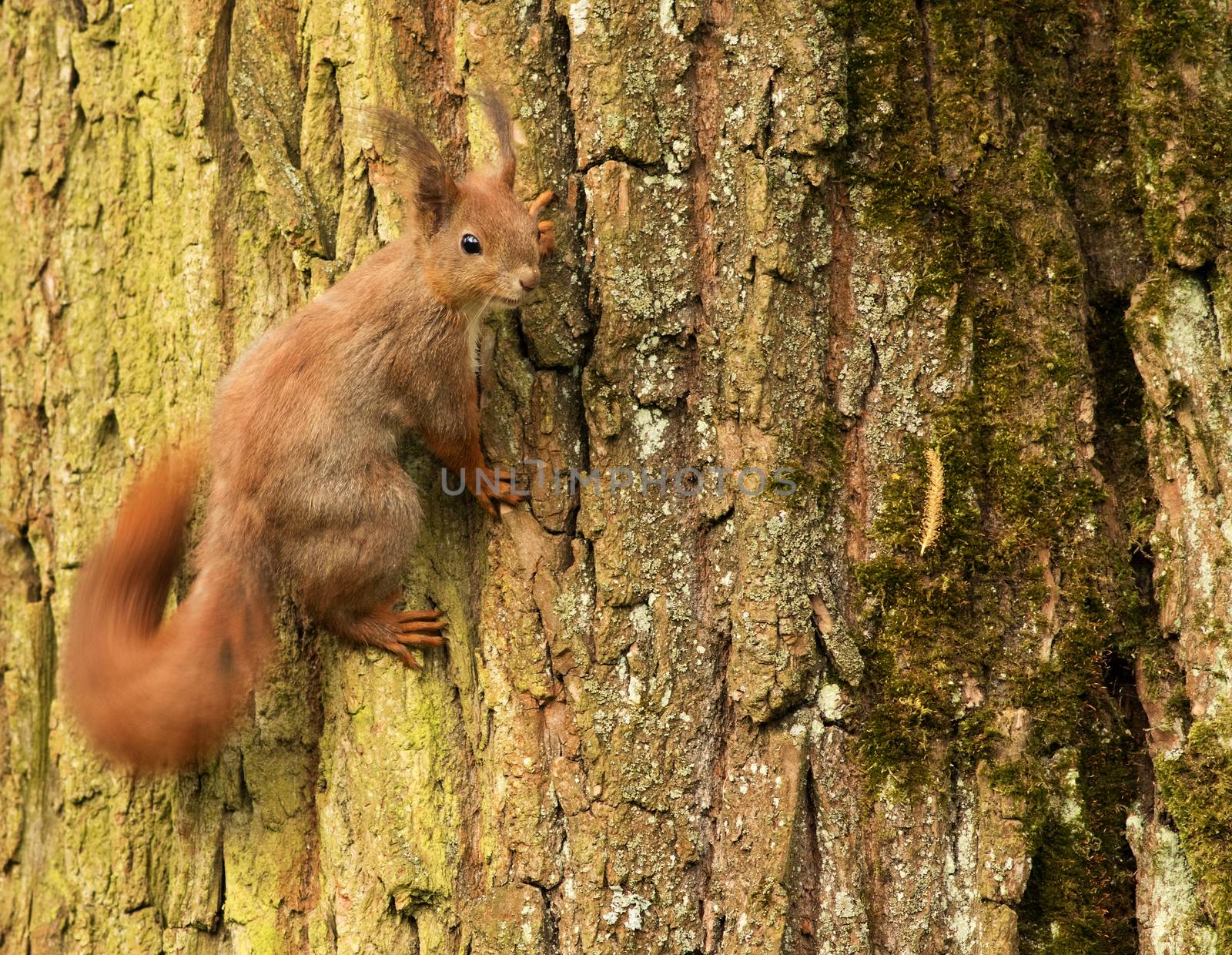 Poland.Spring in May.European squirrel on a tree trunk (Sciurus) and 
he is going to chase the female.May is a time of festivities at the squirrels
