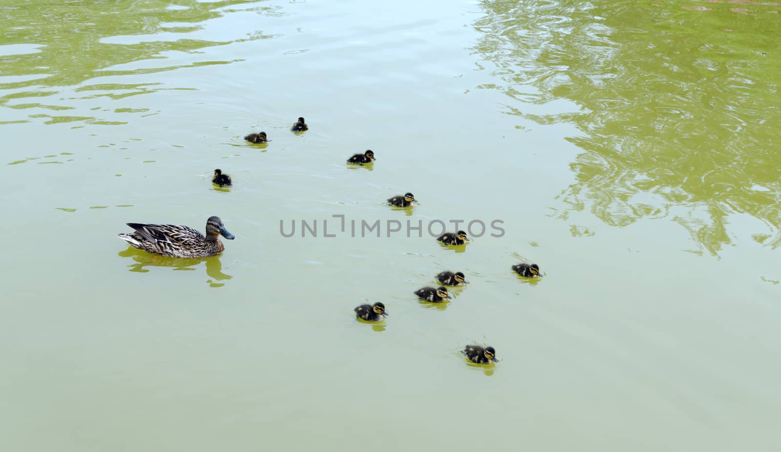 Family of ducks in the water by DNKSTUDIO