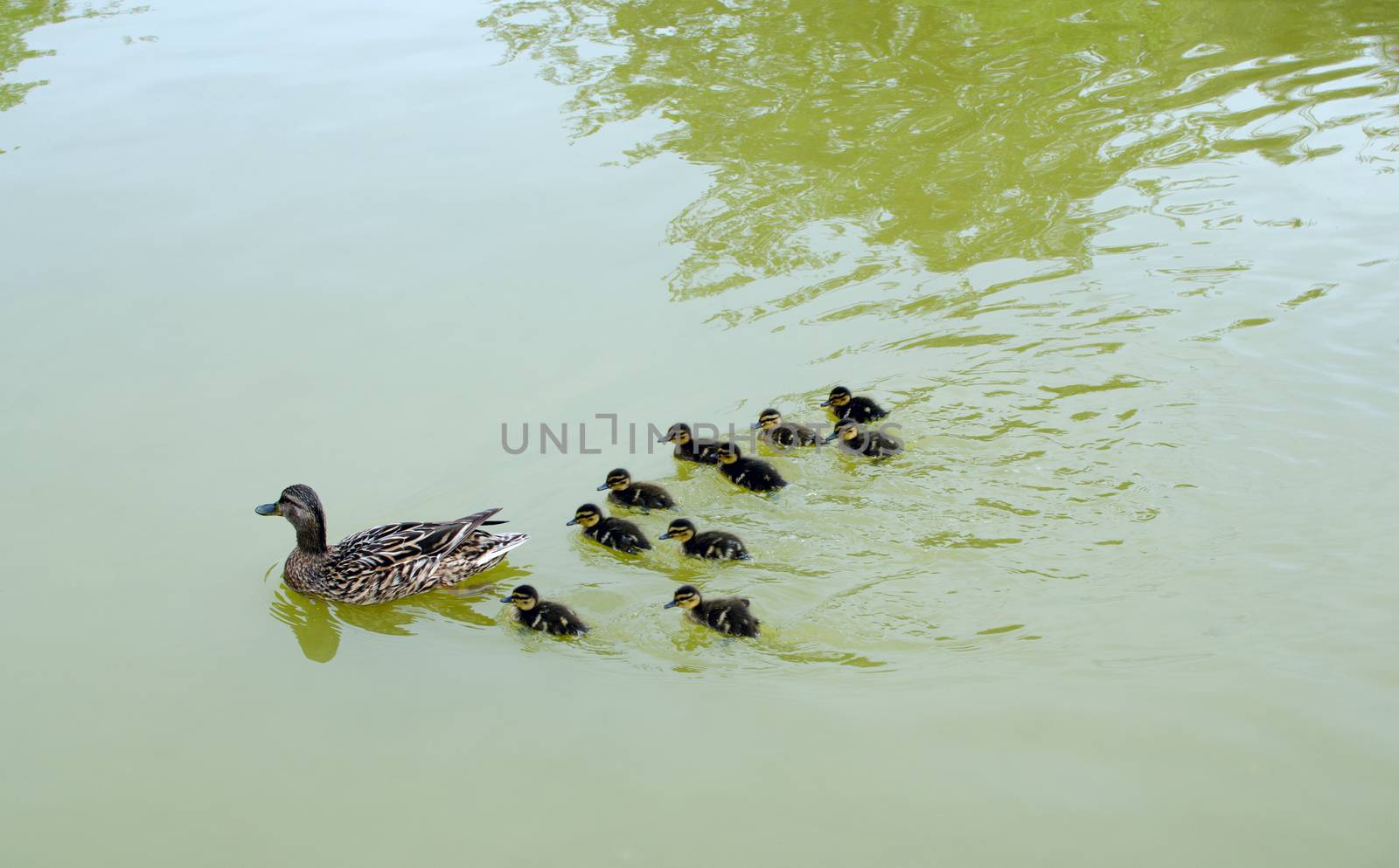 Family of ducks in the water by DNKSTUDIO