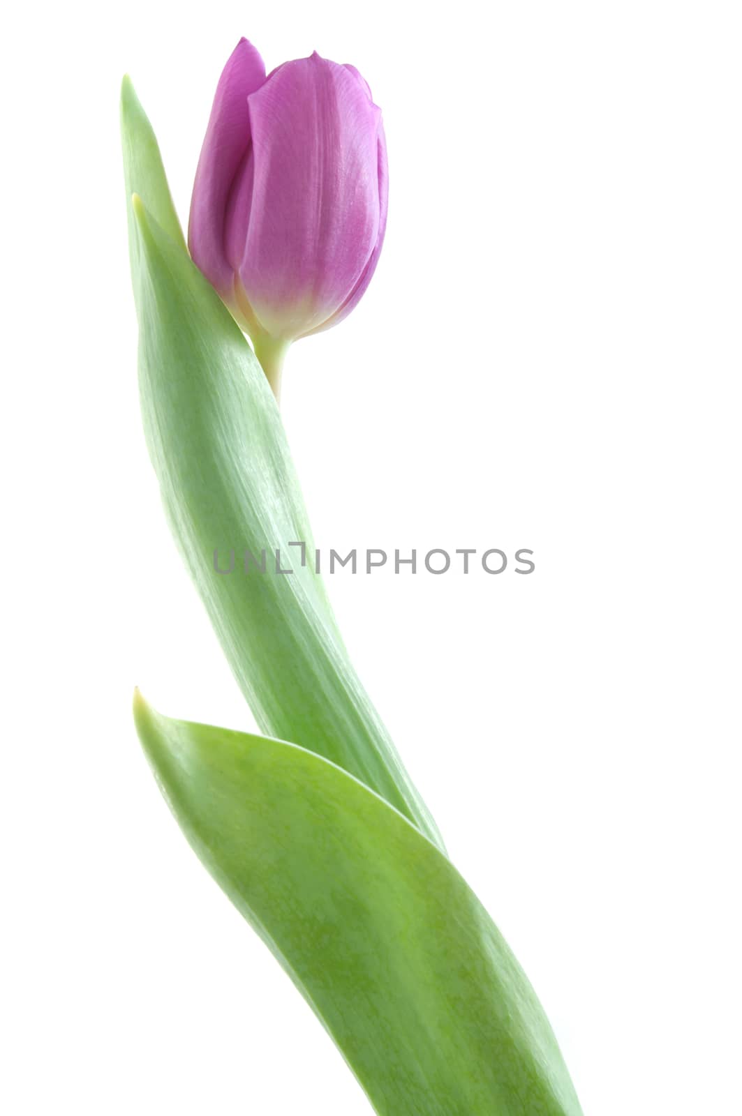 Pink tulip over a white background