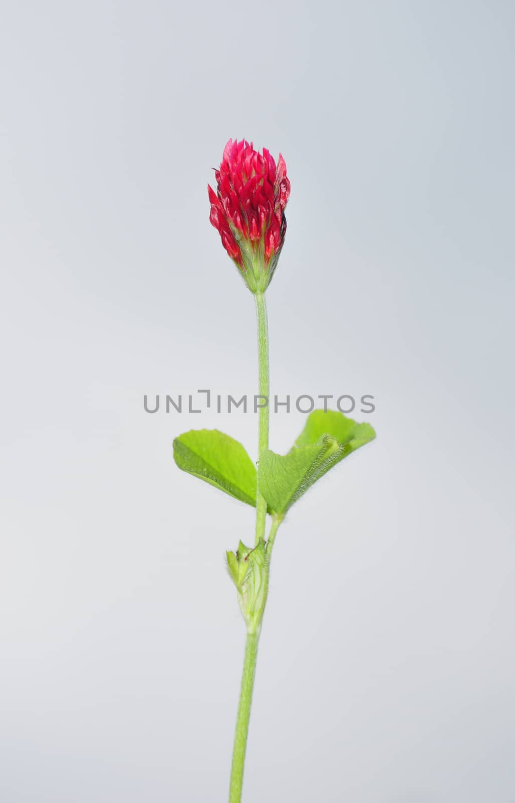 Crimson clover (Trifolium incarnatum)