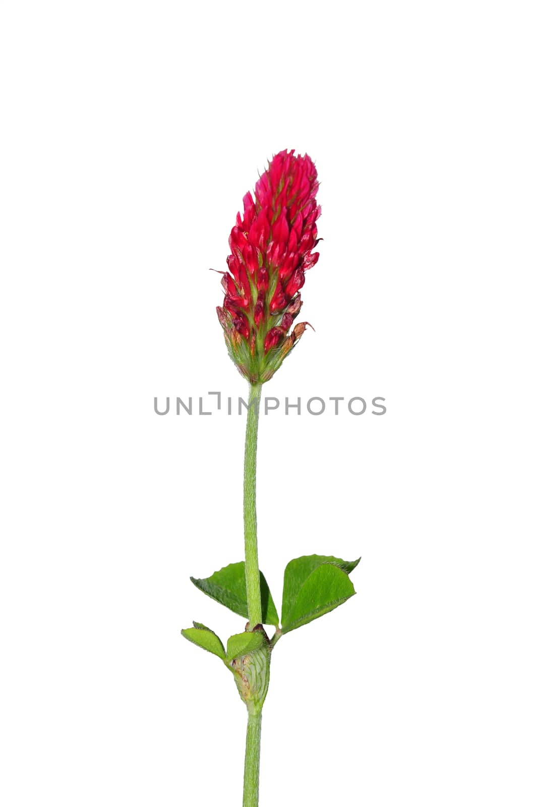 Crimson clover (Trifolium incarnatum) by rbiedermann