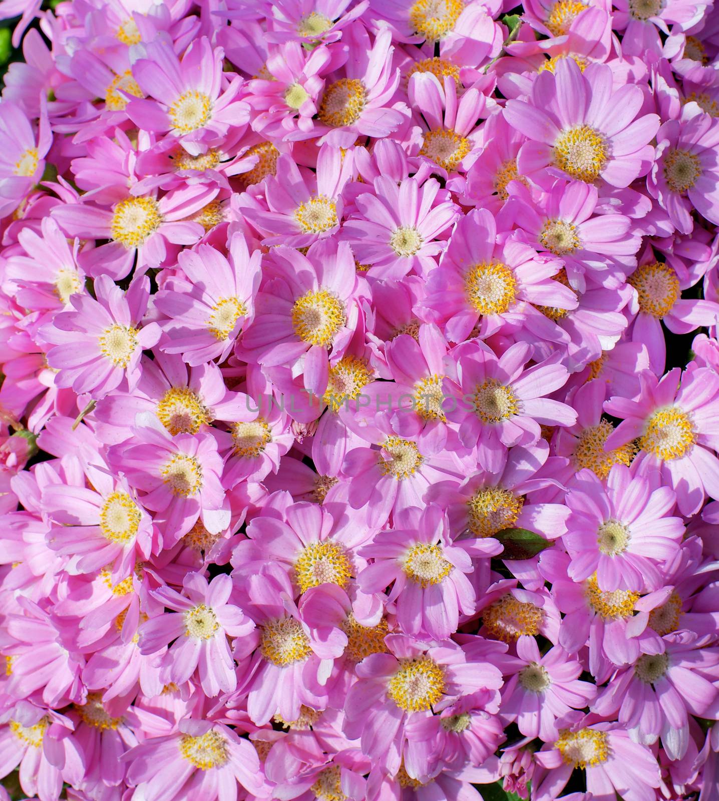 Background of Beauty Pink Daisy Chrysanthemum closeup Outdoors