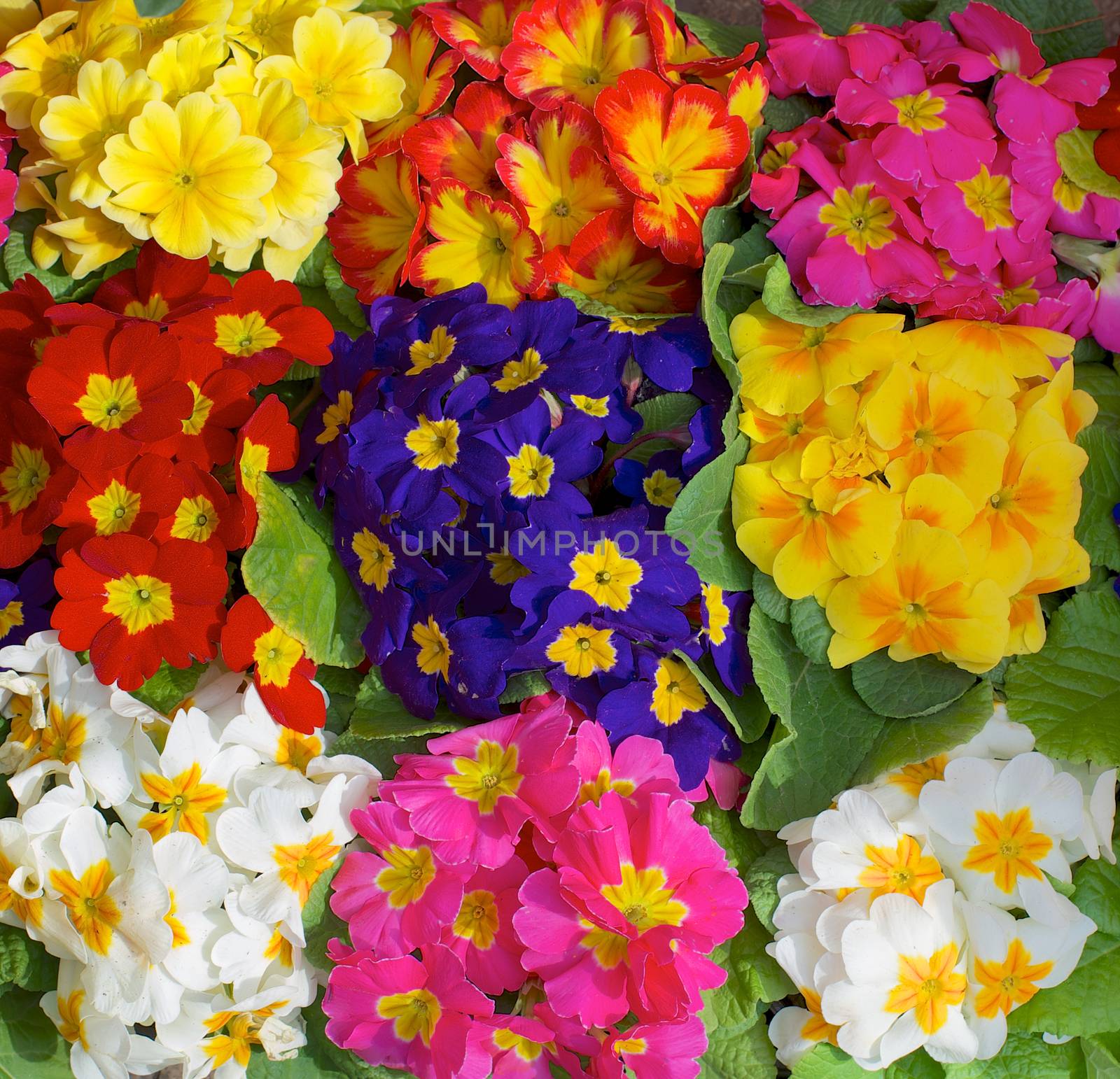 Background of Beauty Multi-Colored Primroses with Leafs closeup