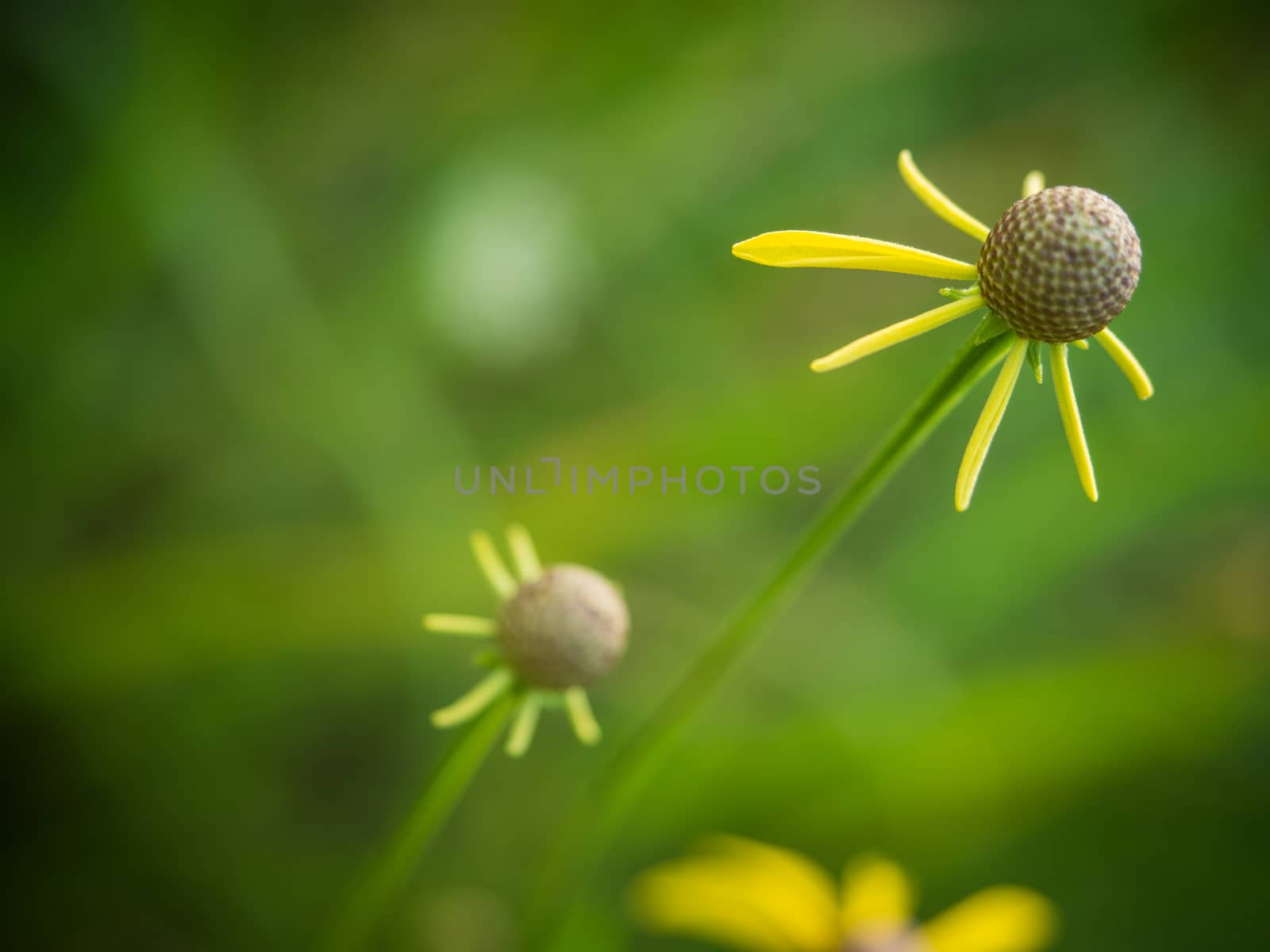 Flower of yellow caltha close-up on Green Background