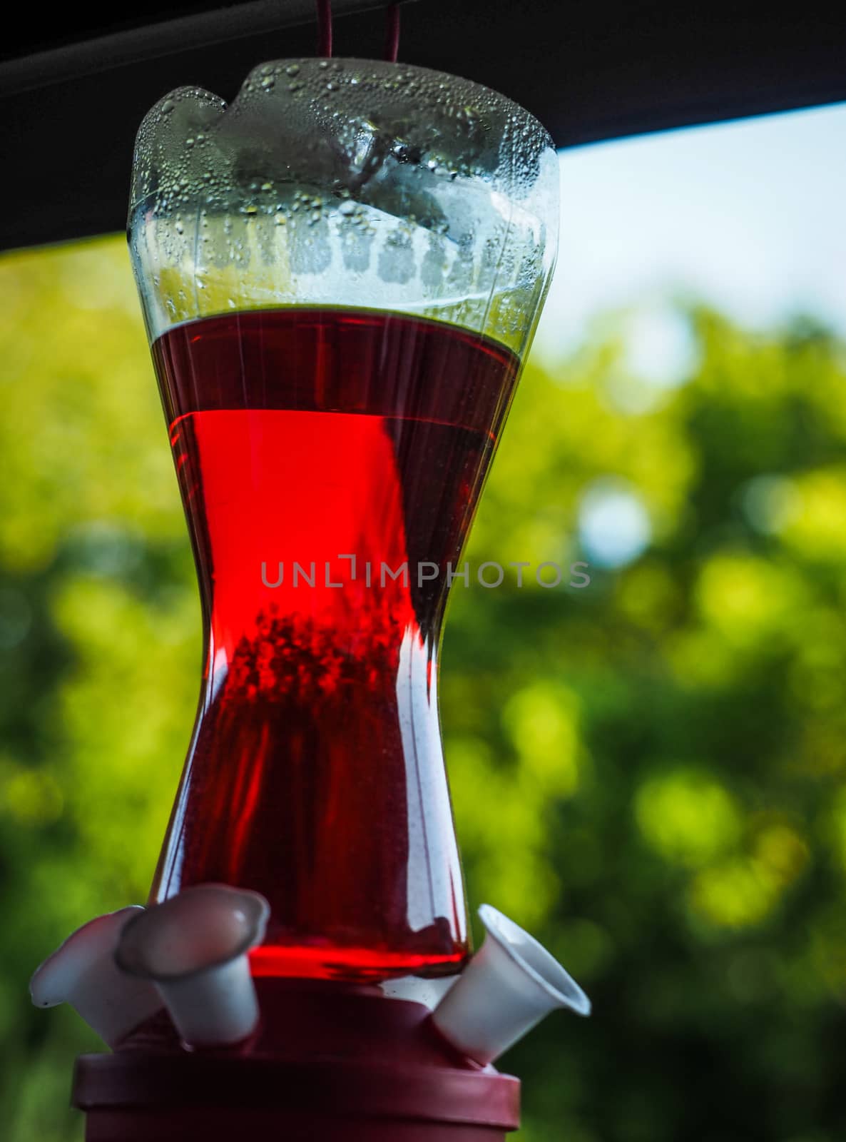 A Red Hummingbird Feeder Only on green