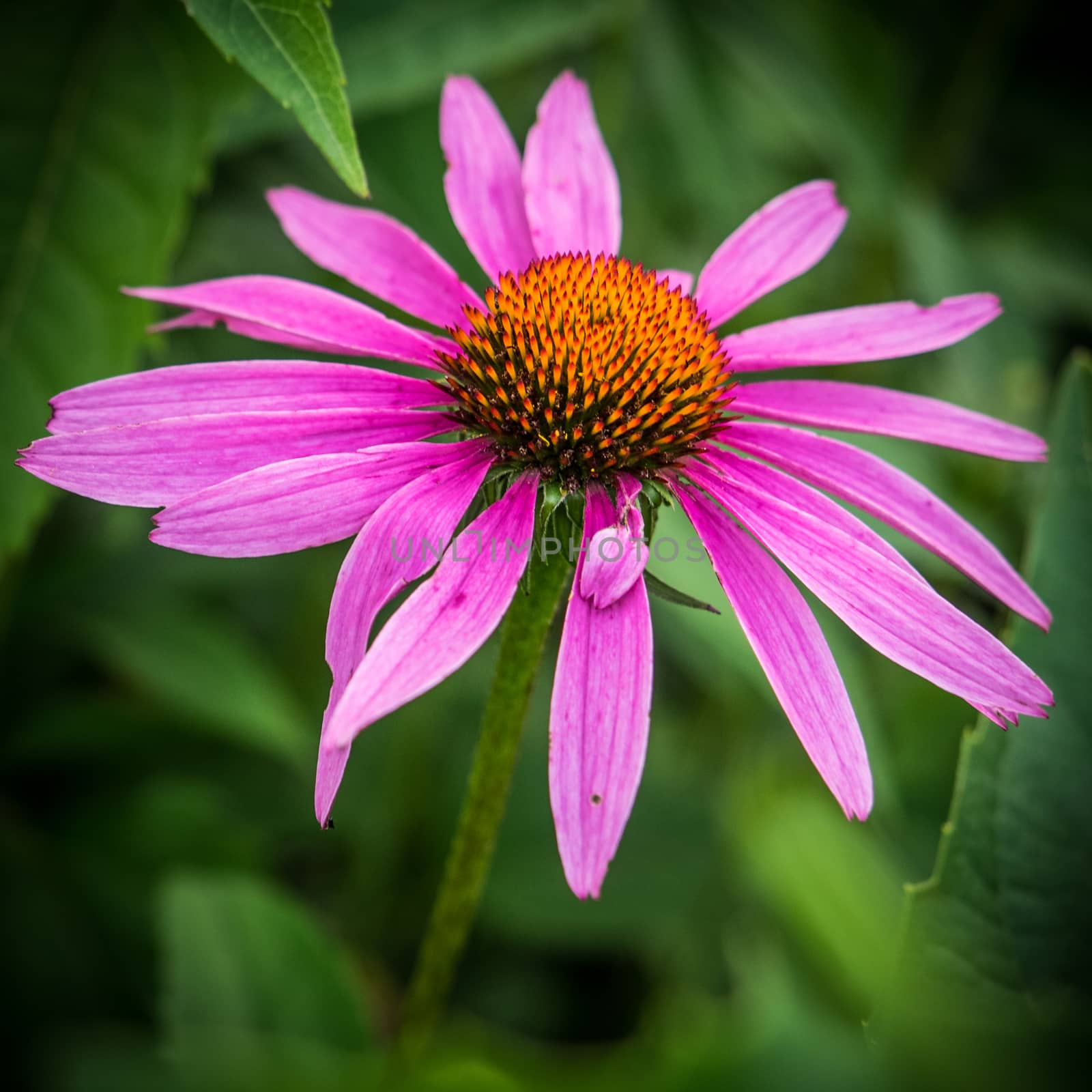 Purple Cone Flower, Echinacea purpurea, and green leaves