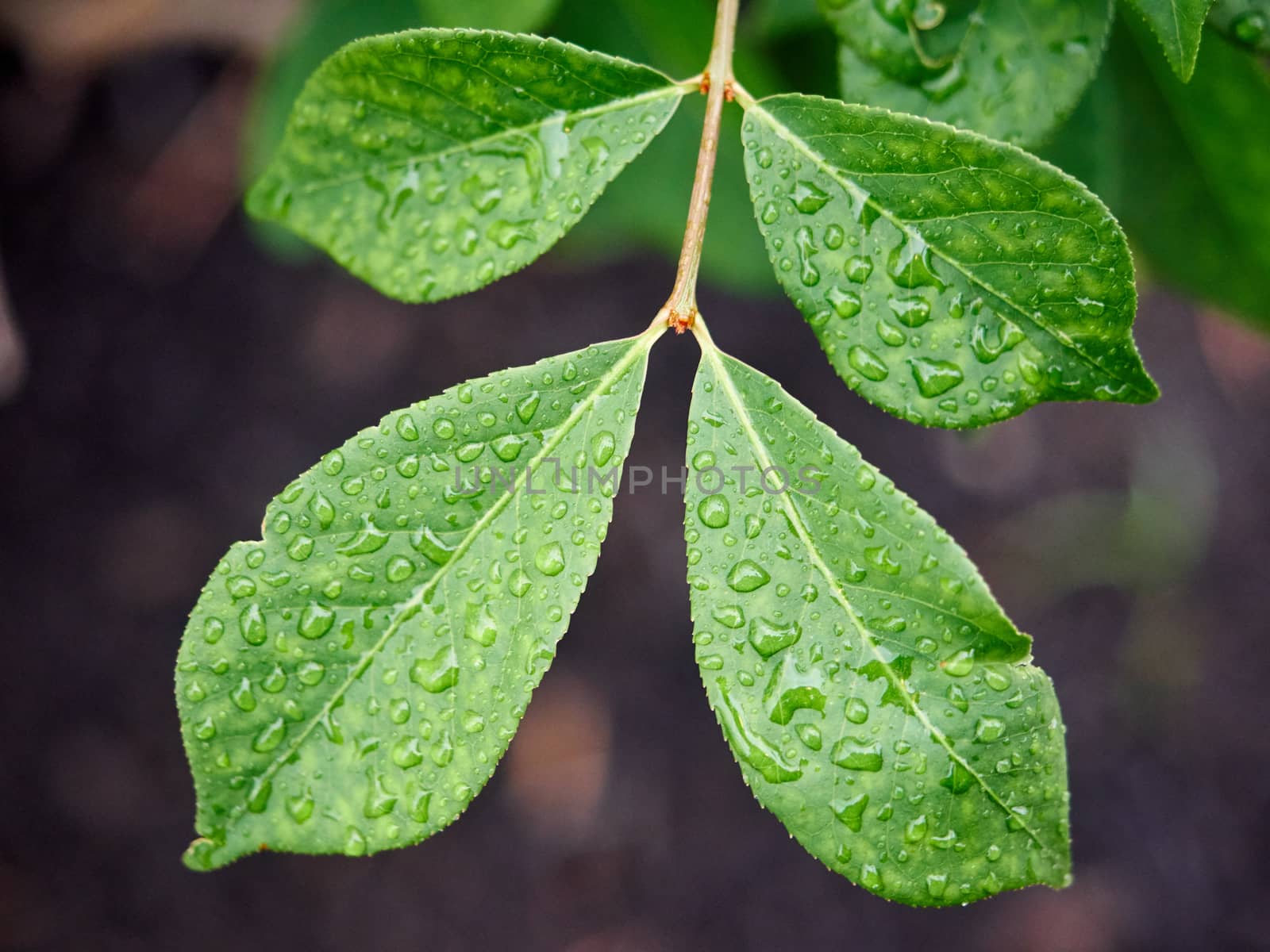 Green leaf with water drops for background