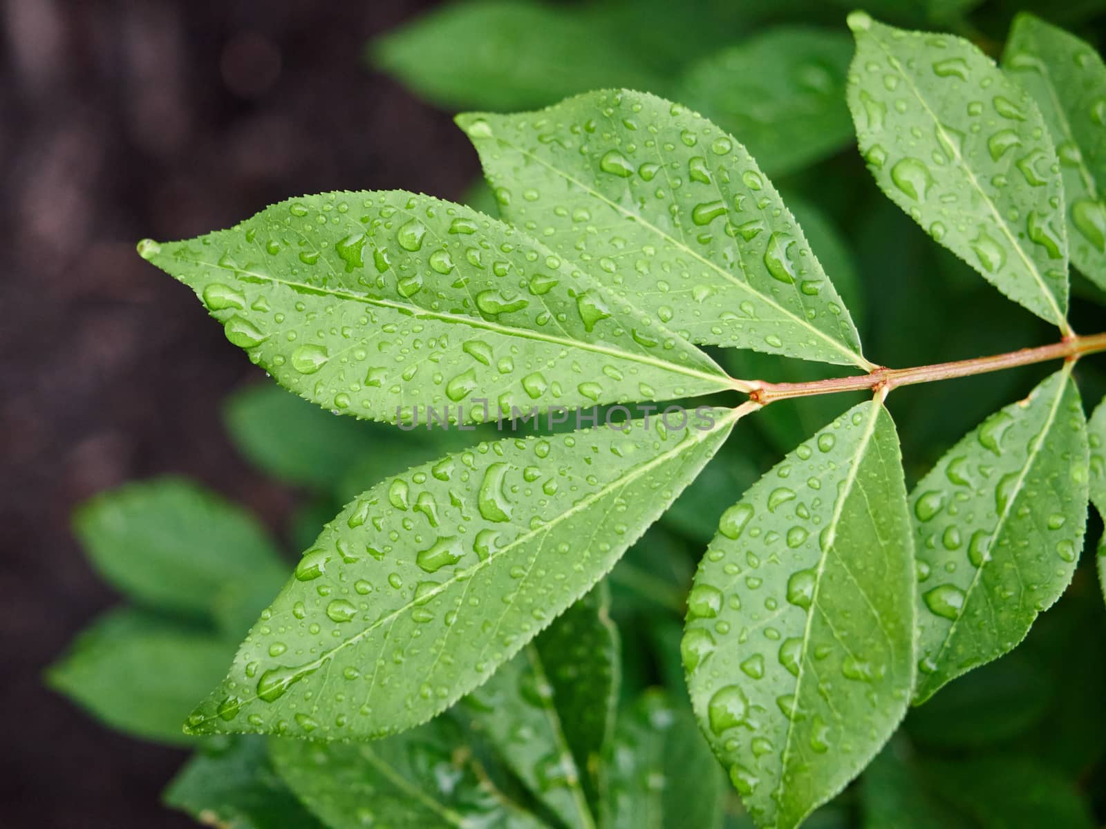 Green leaf with water drops for background