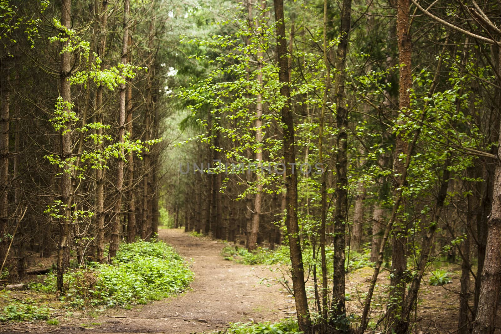 Beautiful English woodland scene with light coming though the trees.