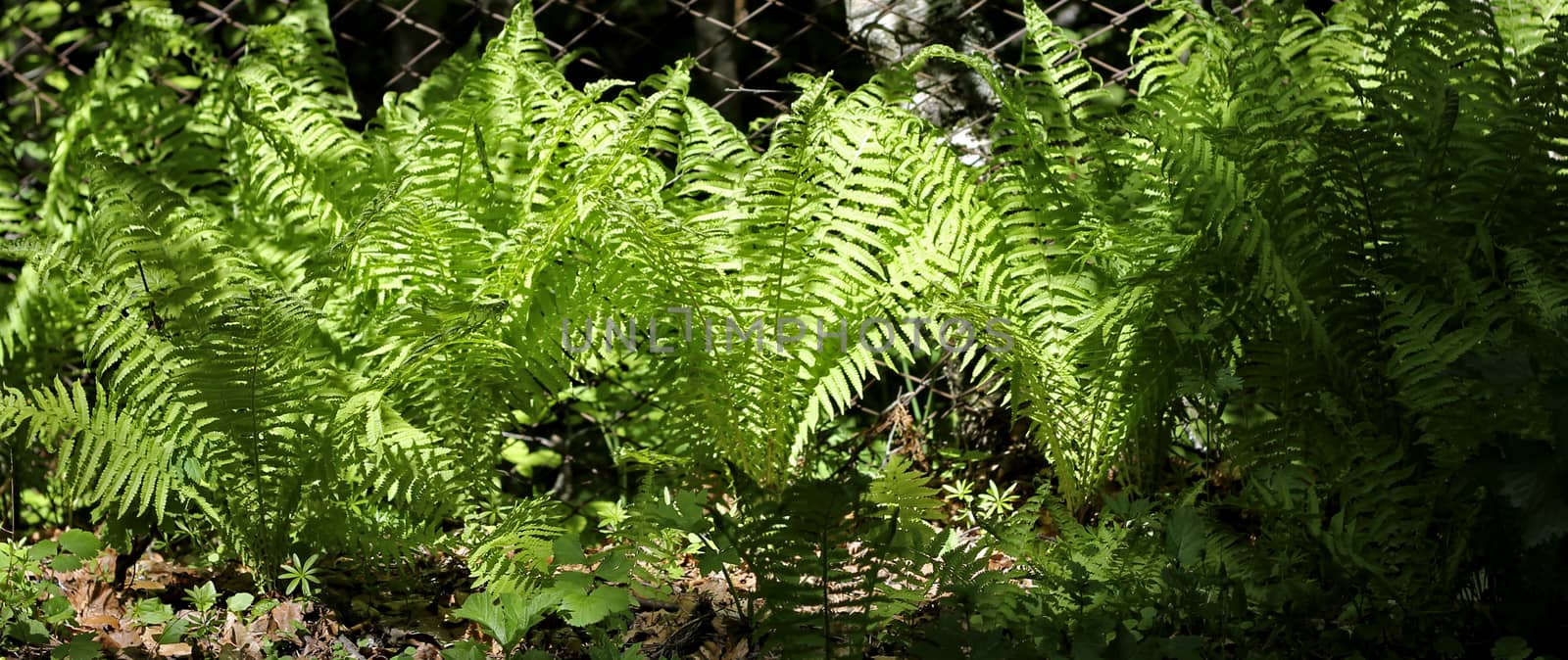 Fern leaves and bush in the summer forest