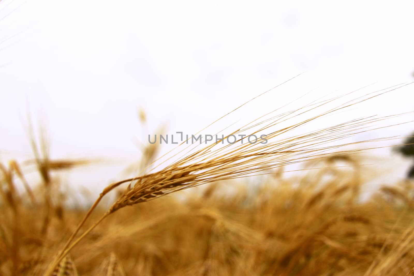 Golden Ears On The Summer Field Before Harvest