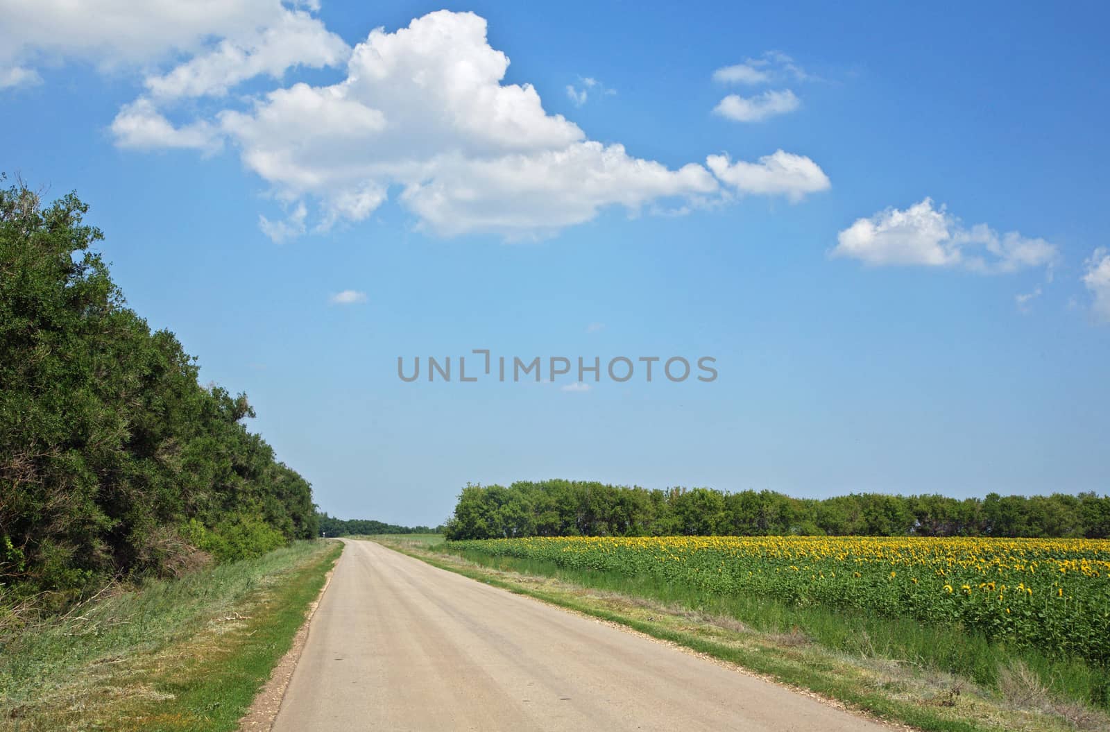 rural road by sergasx