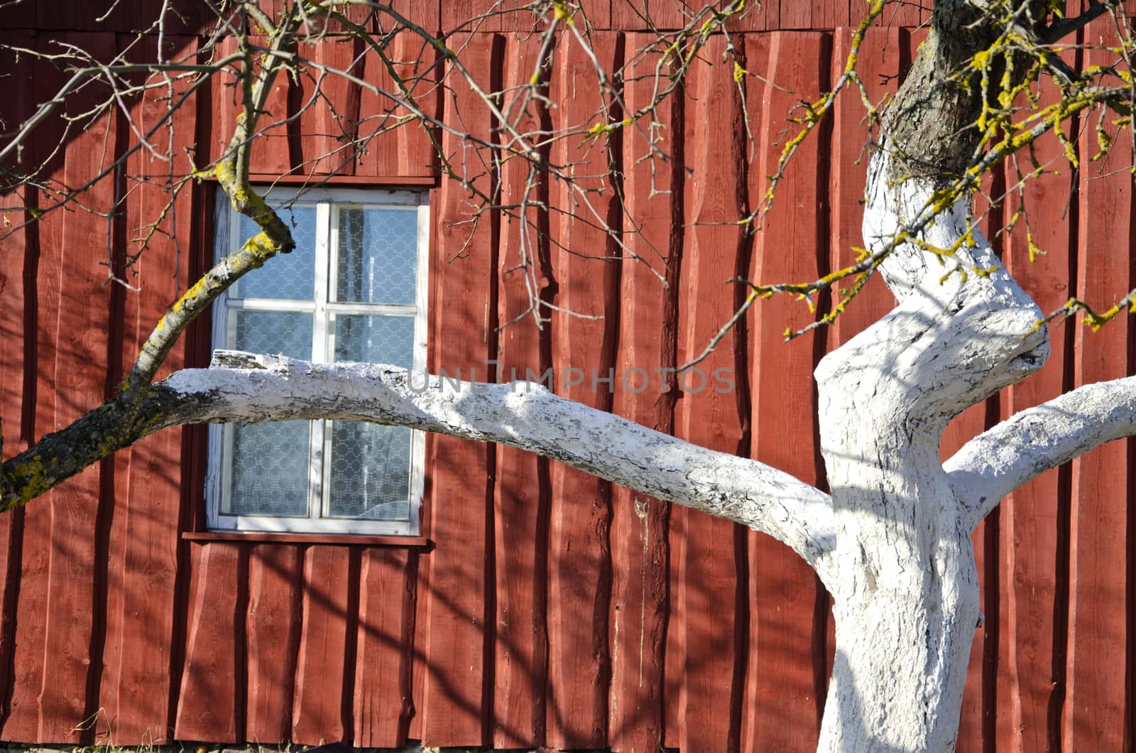 spring whitened apple tree trunk and farm house wall with window