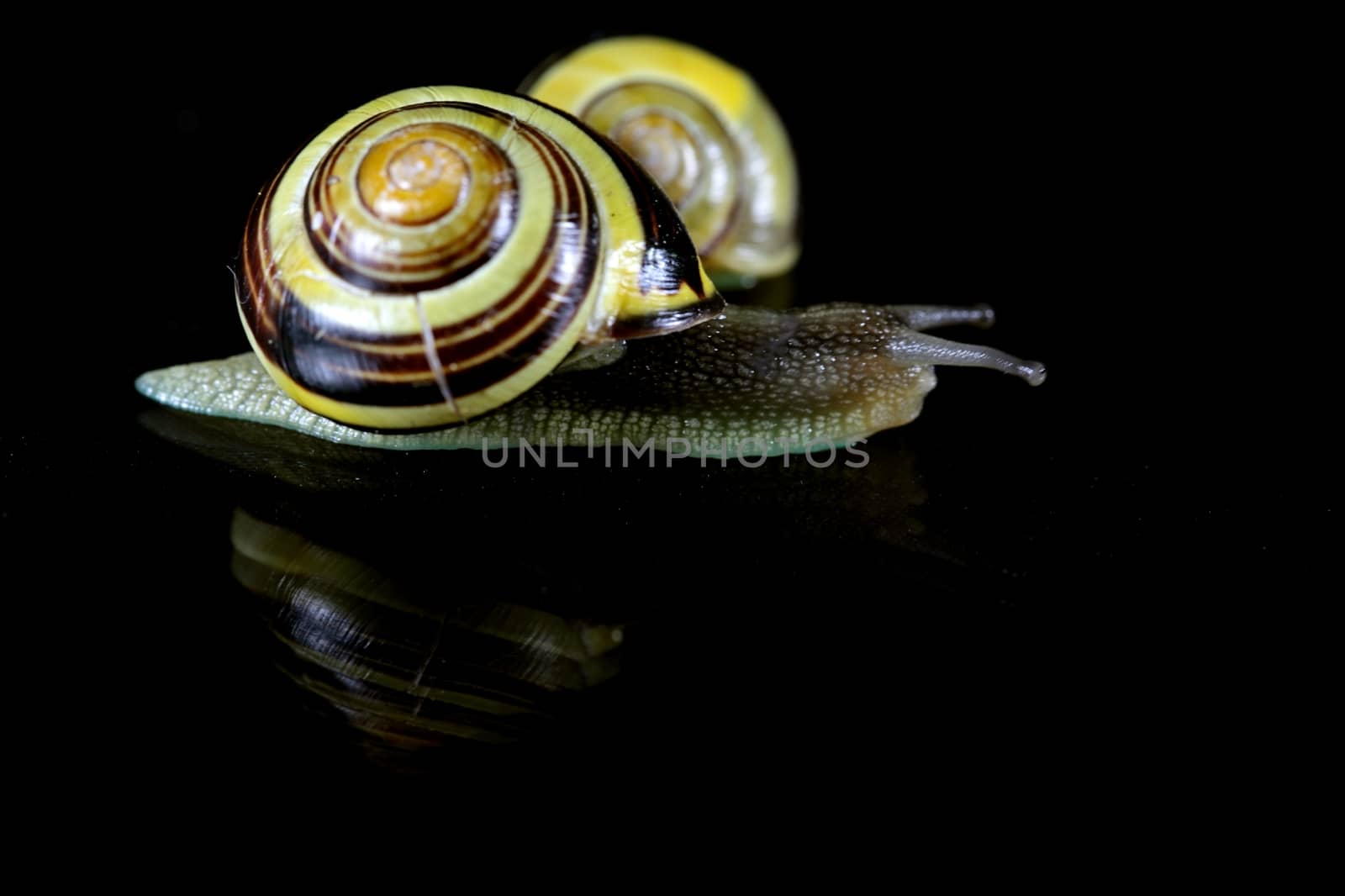 Snail on a mirror