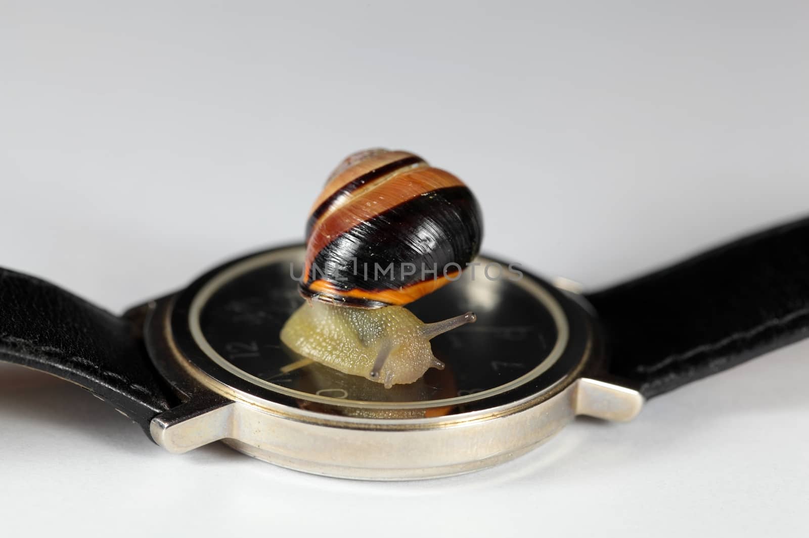 Macro photo of a small snail on a watch.