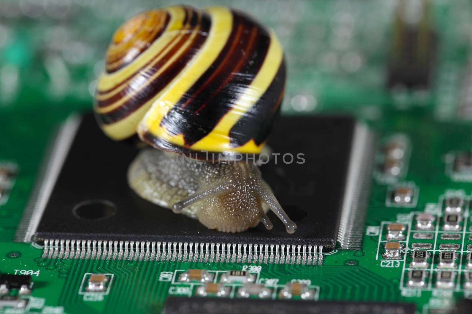 Macro photo of a small snail on a conductor board.