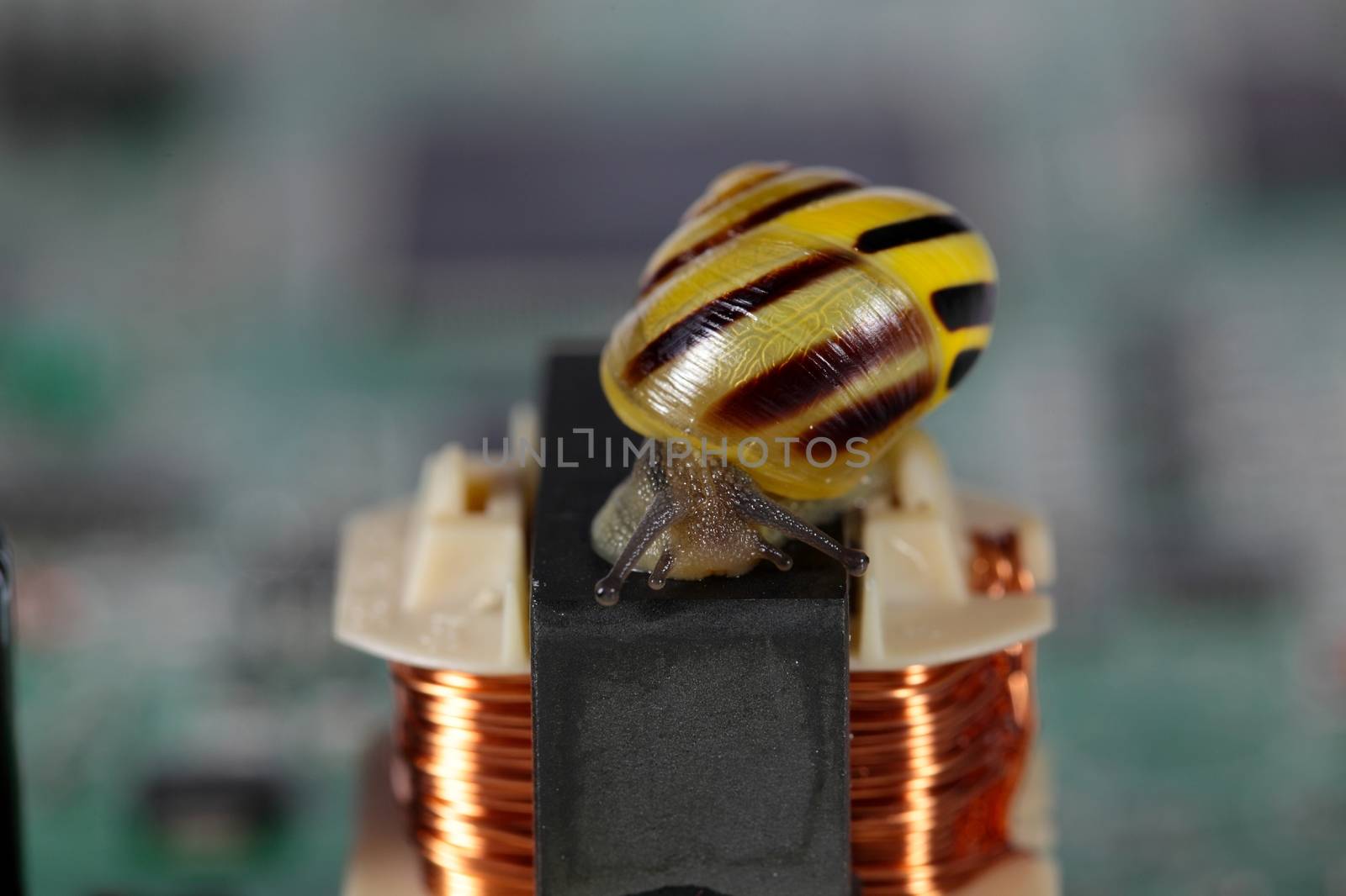 Macro photo of a small snail on a conductor board.