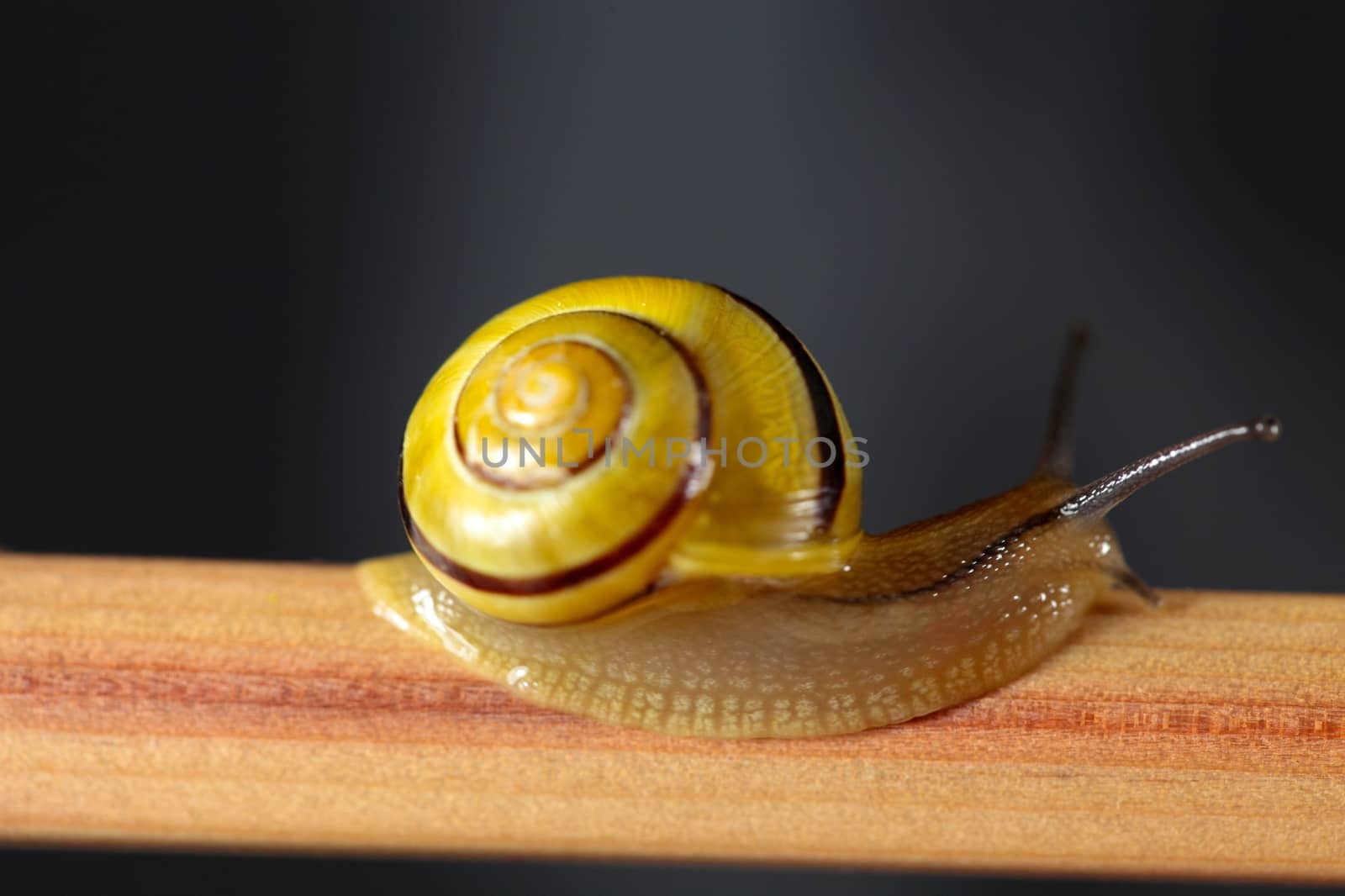 A macro photography of a small snail on a pen.