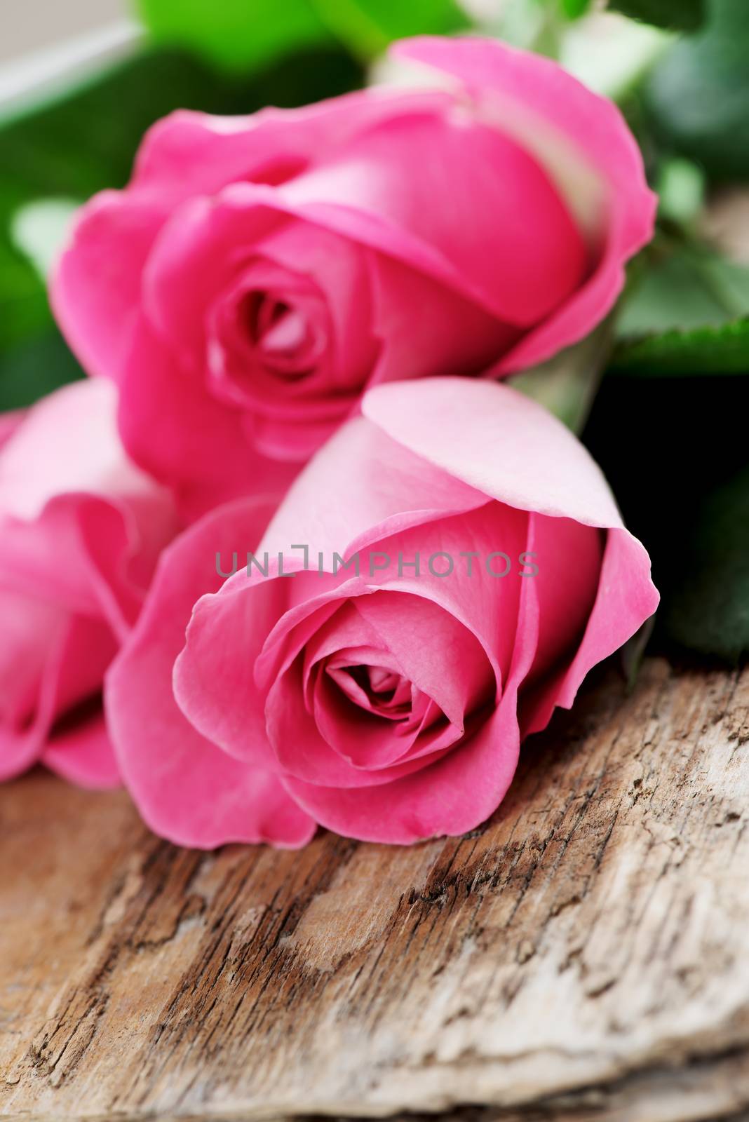 Buket of pink roses on wooden surface by Nanisimova