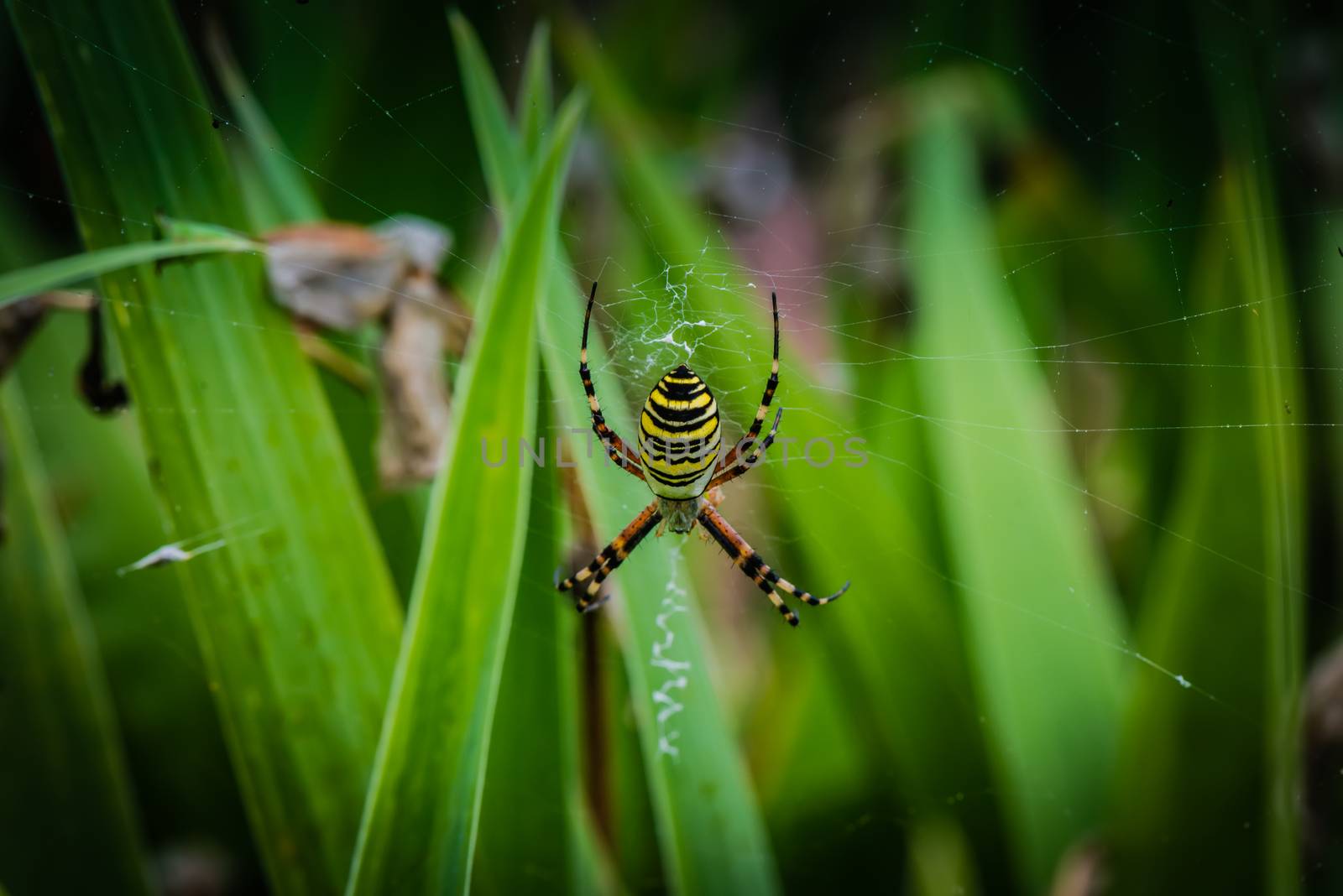 wasp spider on web by Nanisimova