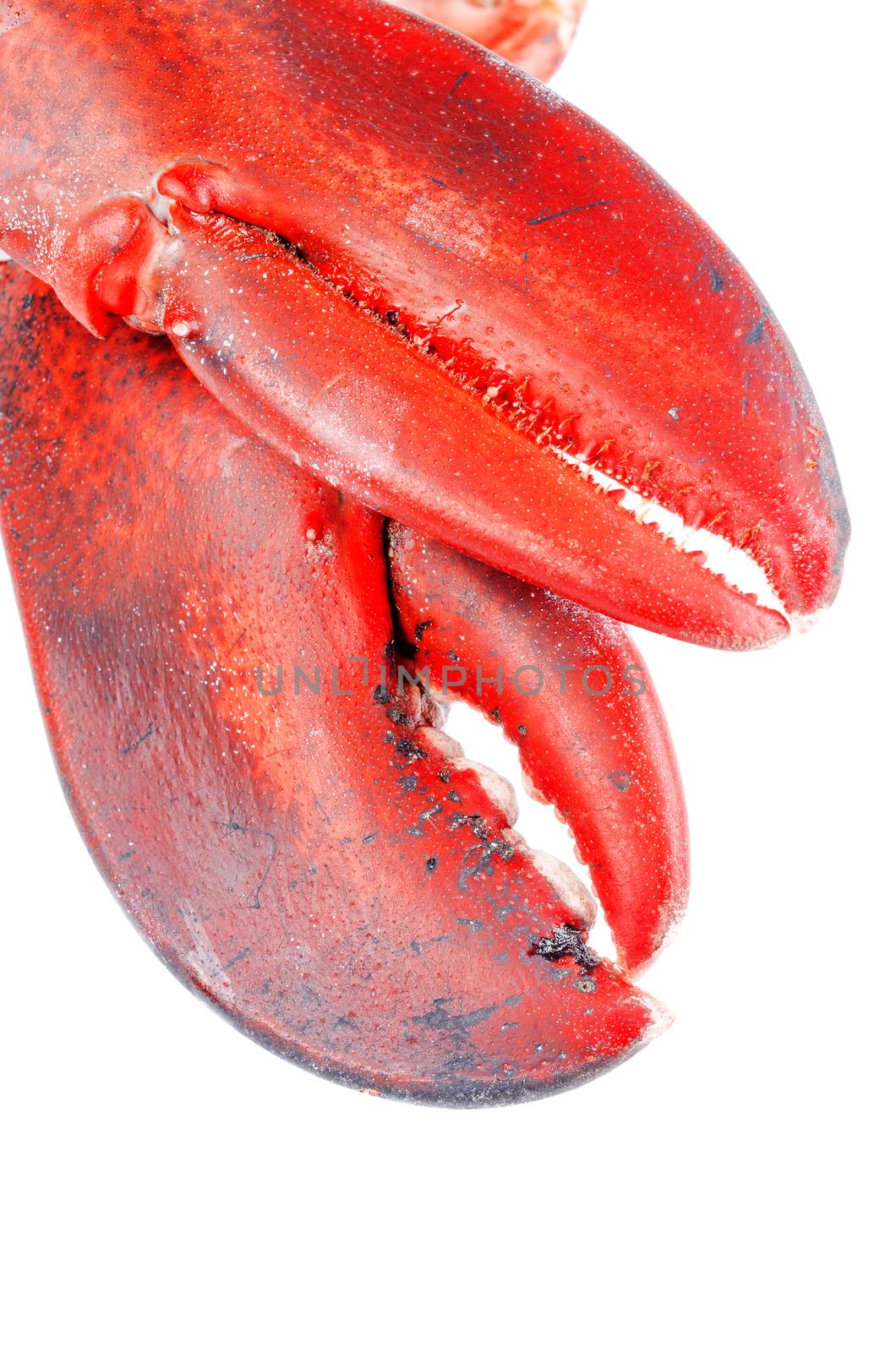Lobster claws on white background