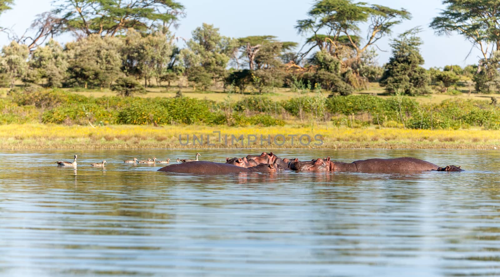 Group of hippopotamus in water, southern Africa